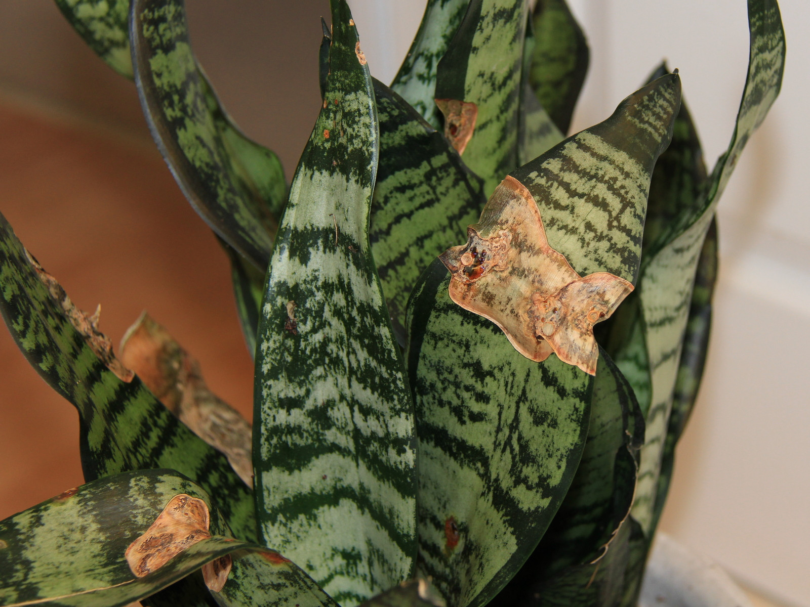 diagnosis What is an issue with MotherinLaw's Tongue/ Snake Plant