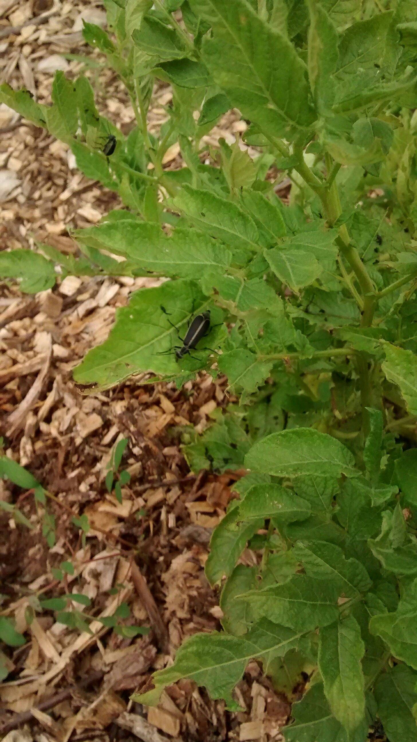 pest control Black beetle identification, crawling on potato plant