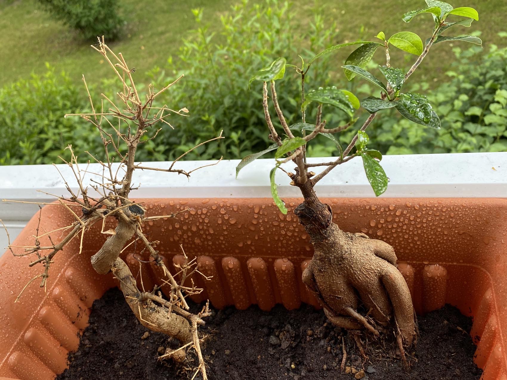 containers Is it a problem if I pot multiple Bonsai at the same pot