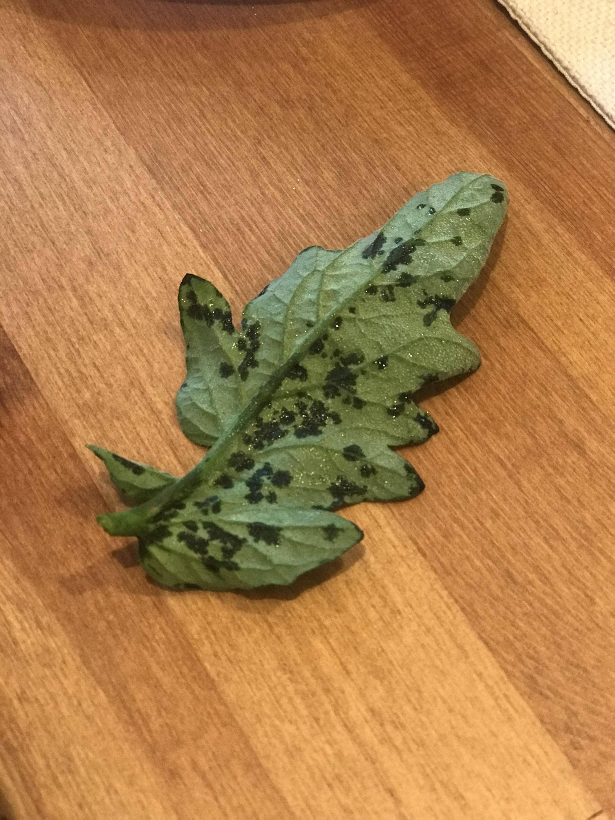 diagnosis Black spots on Tomato leaf Gardening & Landscaping Stack