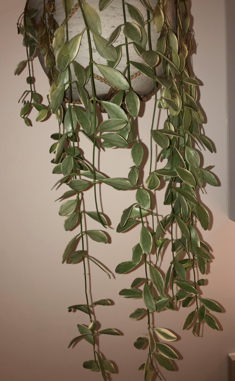 identification What is this hanging plant with variegated leaves