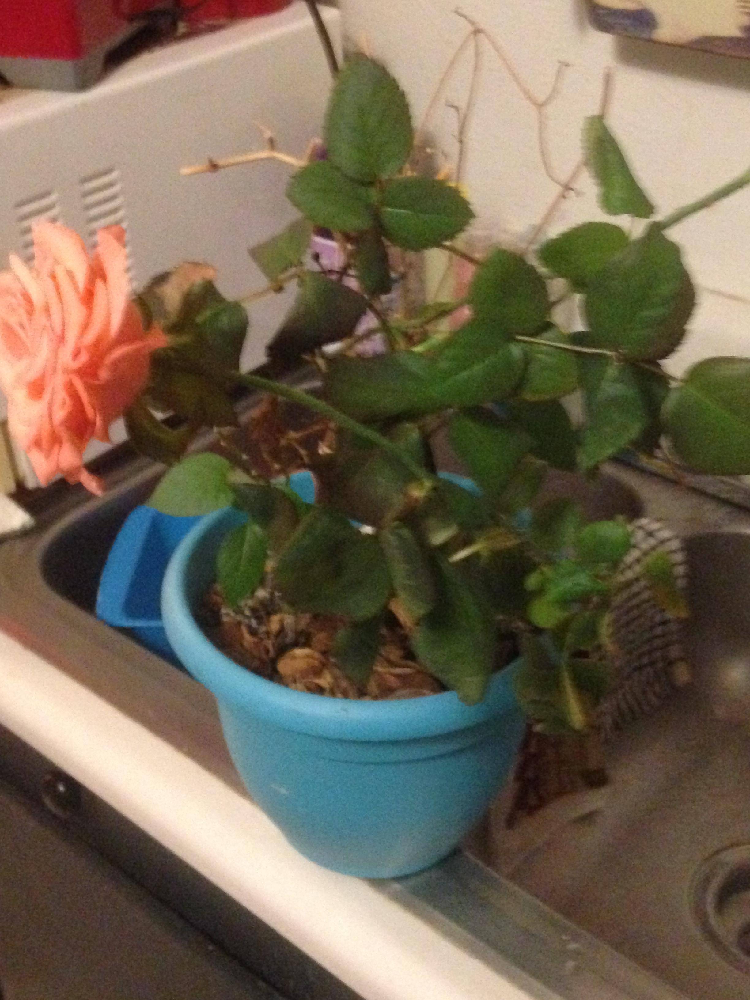 flowers My long stemmed rose is growing new leaves Gardening