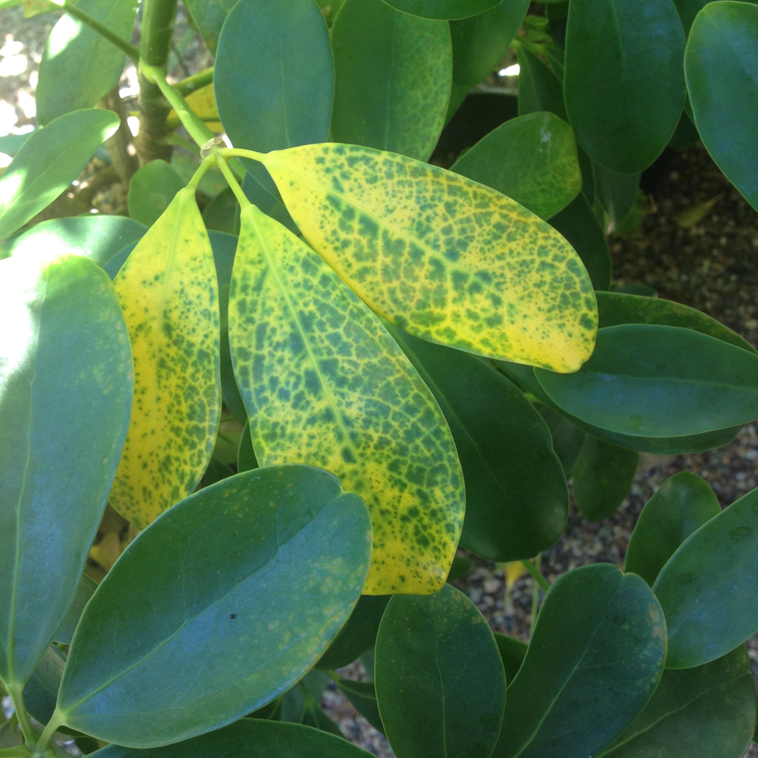 bonsai Help with Yellow leaves Gardening & Landscaping Stack Exchange