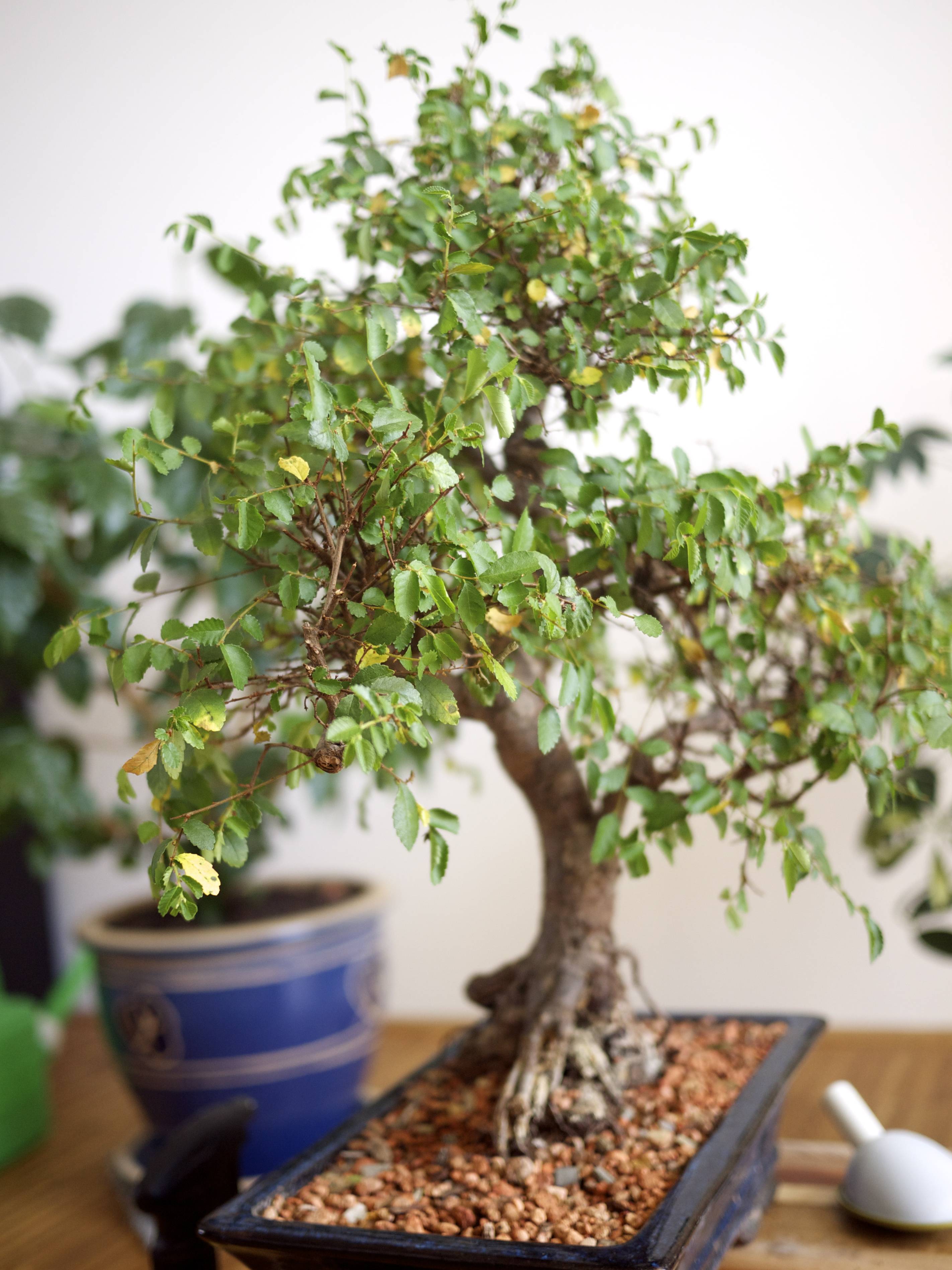 Chinese Elm bonsai turning yellow after repotting Gardening