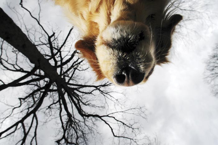 dog'seye view meaning English Language Learners Stack Exchange