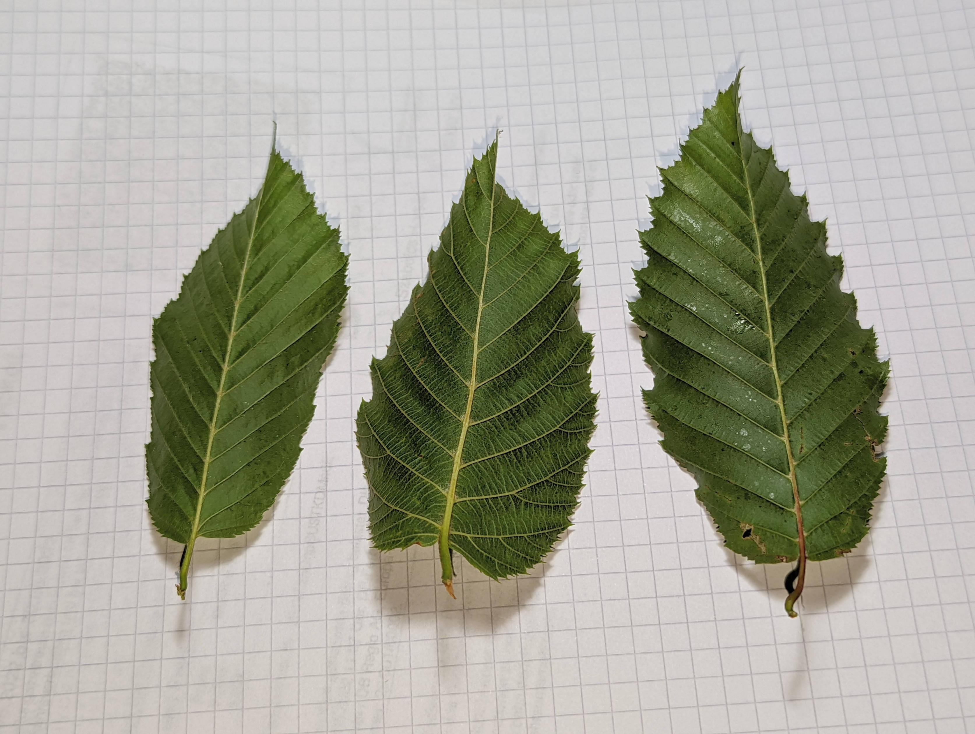 species identification How to distinguish hornbeam from hophornbeam