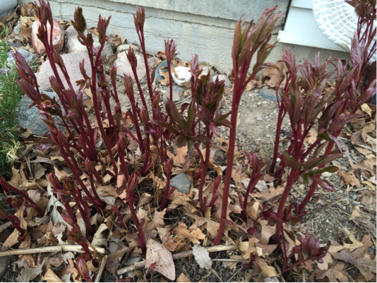 identification What is this red stalk plant? Gardening