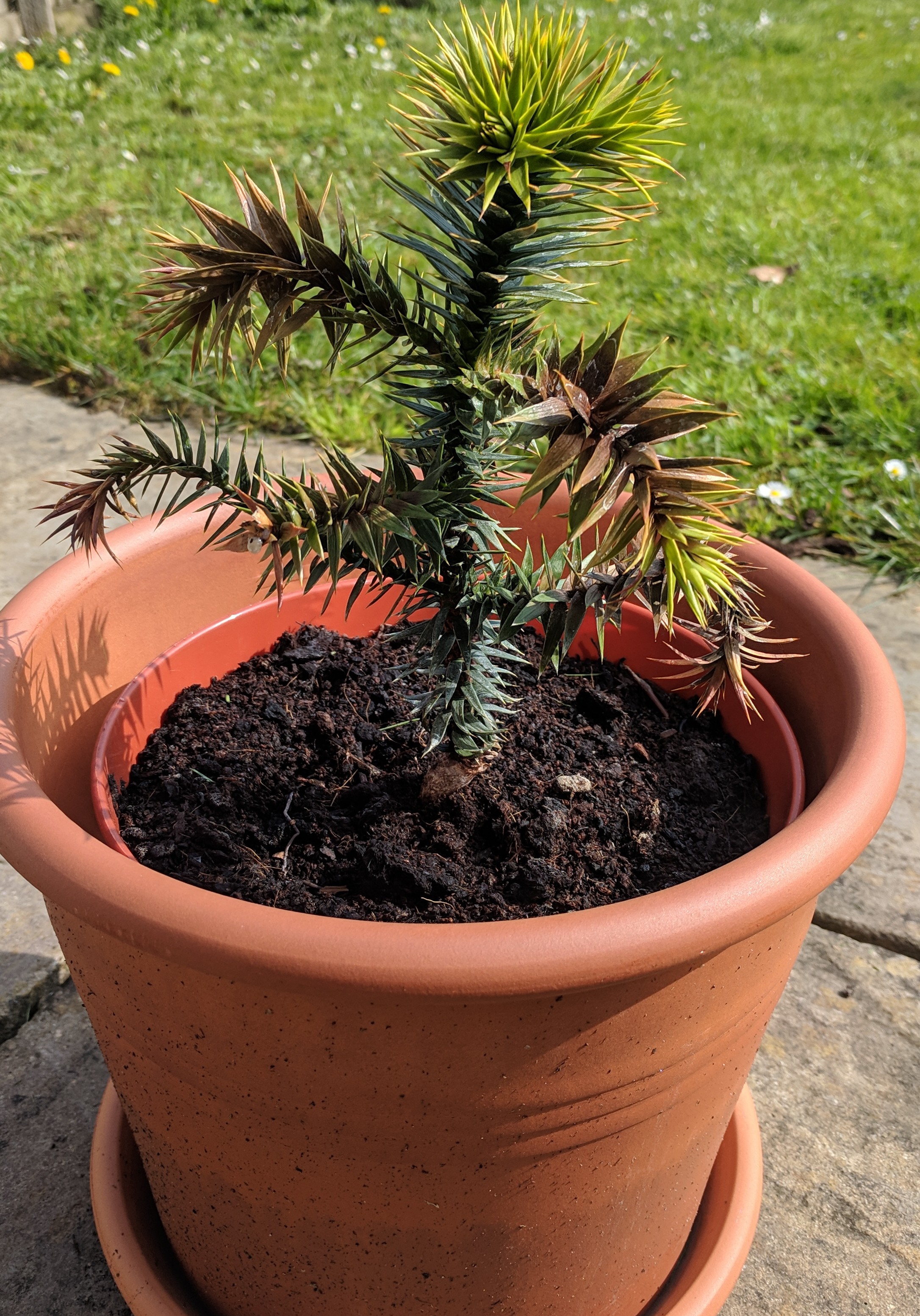 identification Monkey Puzzle Tree wilting/dying Gardening