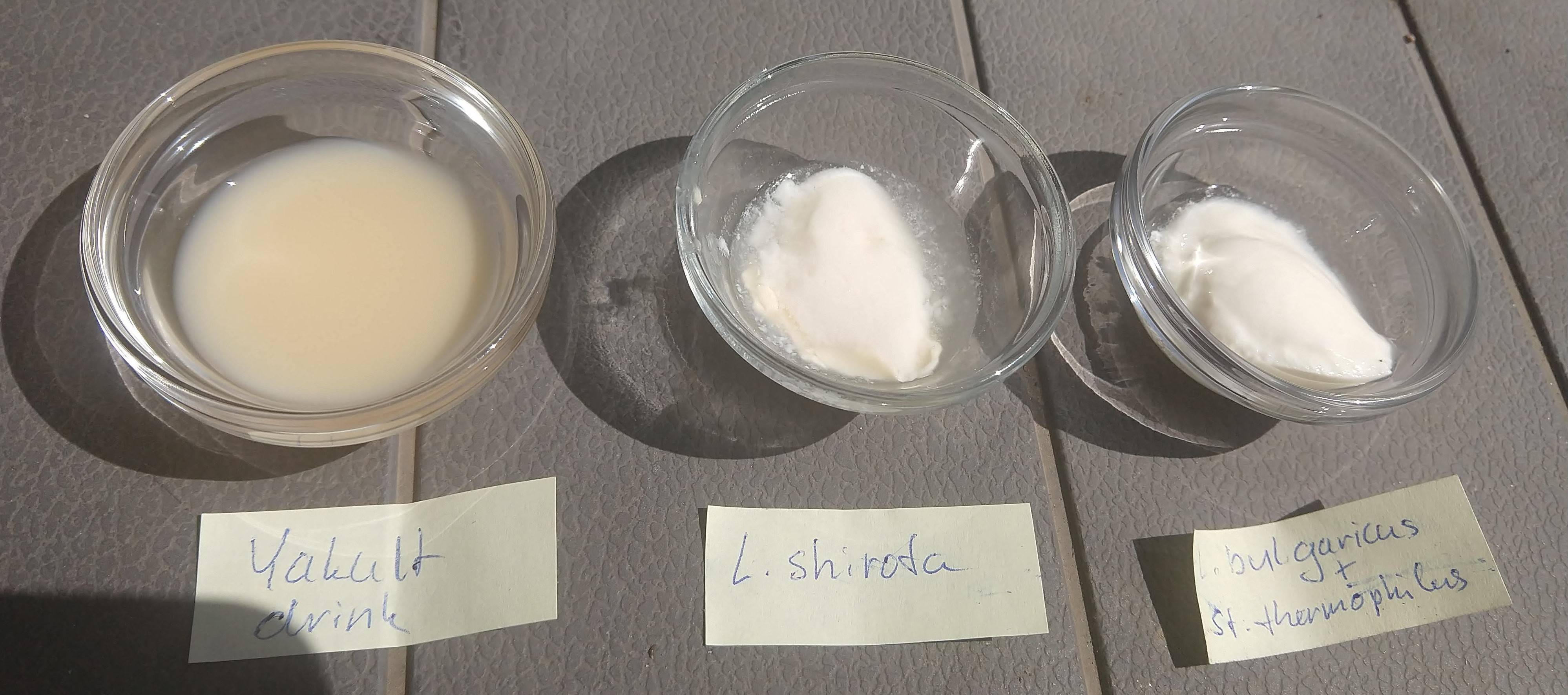 Use Yakult as a yogurt starter Love & Improve Life