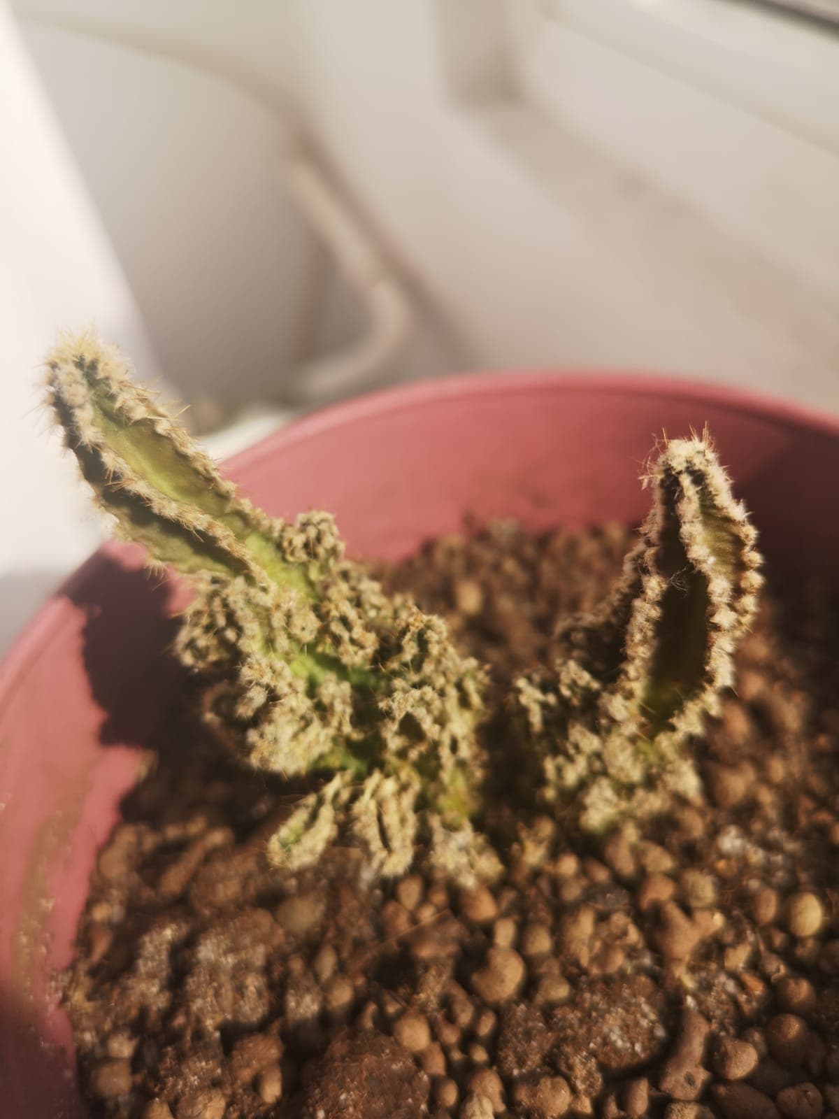 diagnosis Fairy castle cactus Gardening & Landscaping Stack Exchange