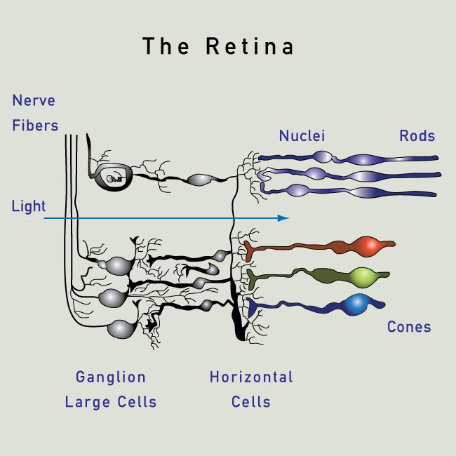 neuroscience How do our eyes detect light at different frequencies