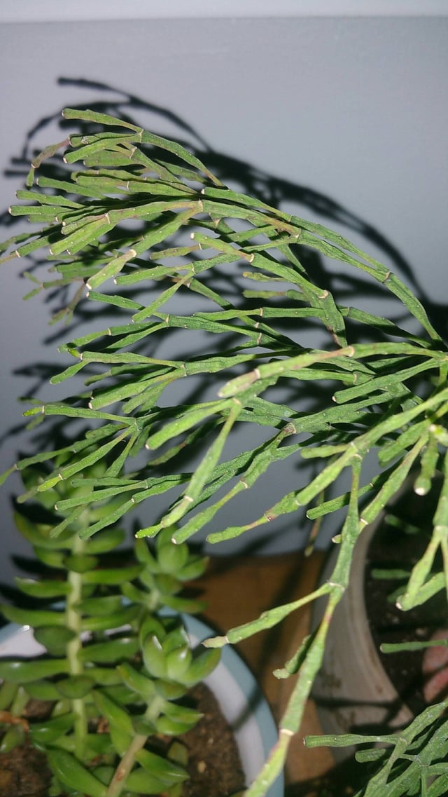 identification What are these potted plants with thin stems and