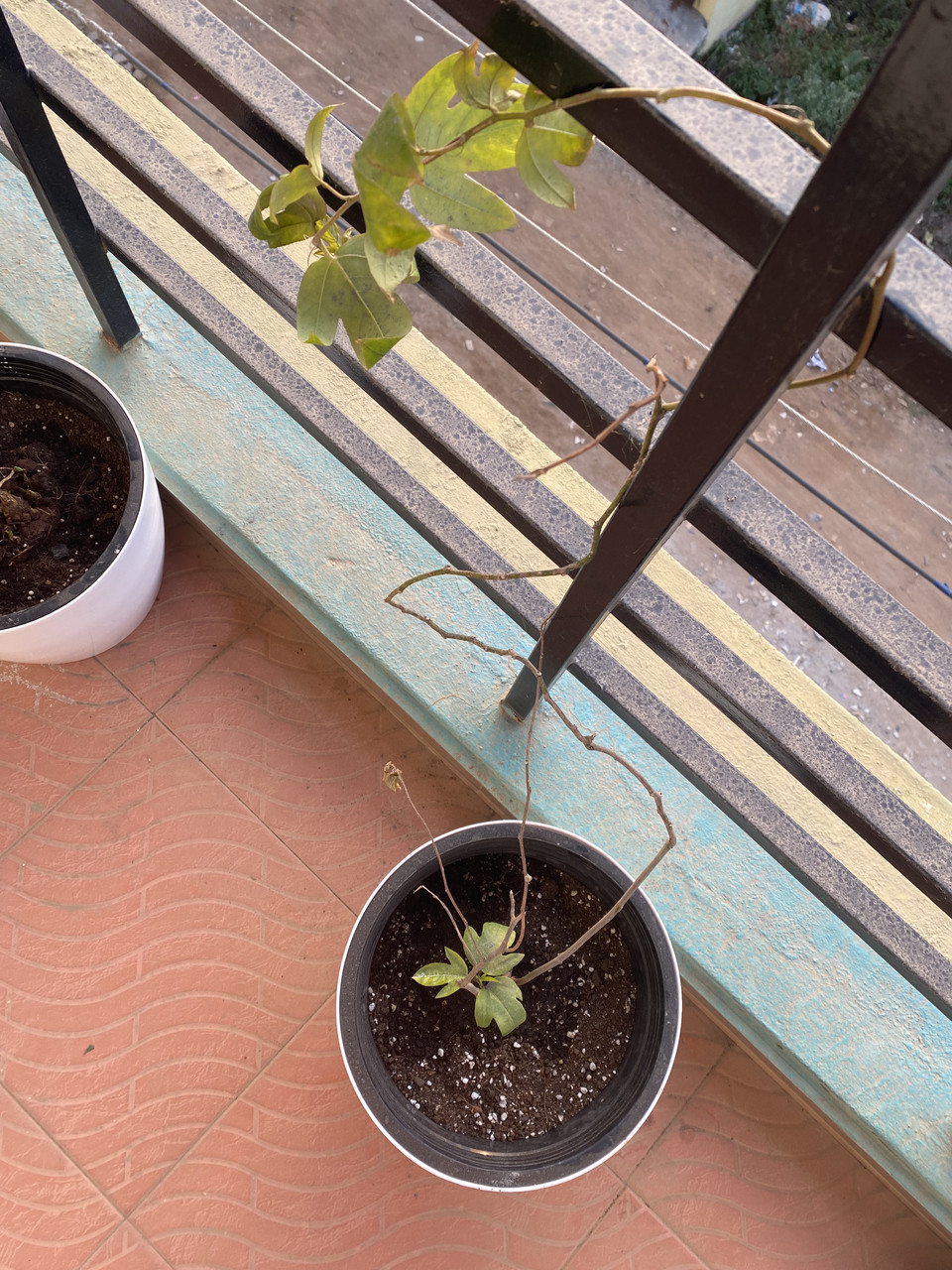 Why are my repotted plants dying/not growing? Gardening & Landscaping