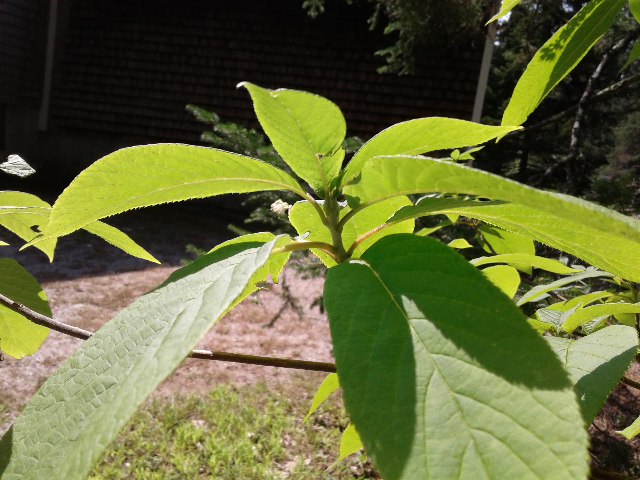 identification Tree with exfoliating bark and ovate leaves
