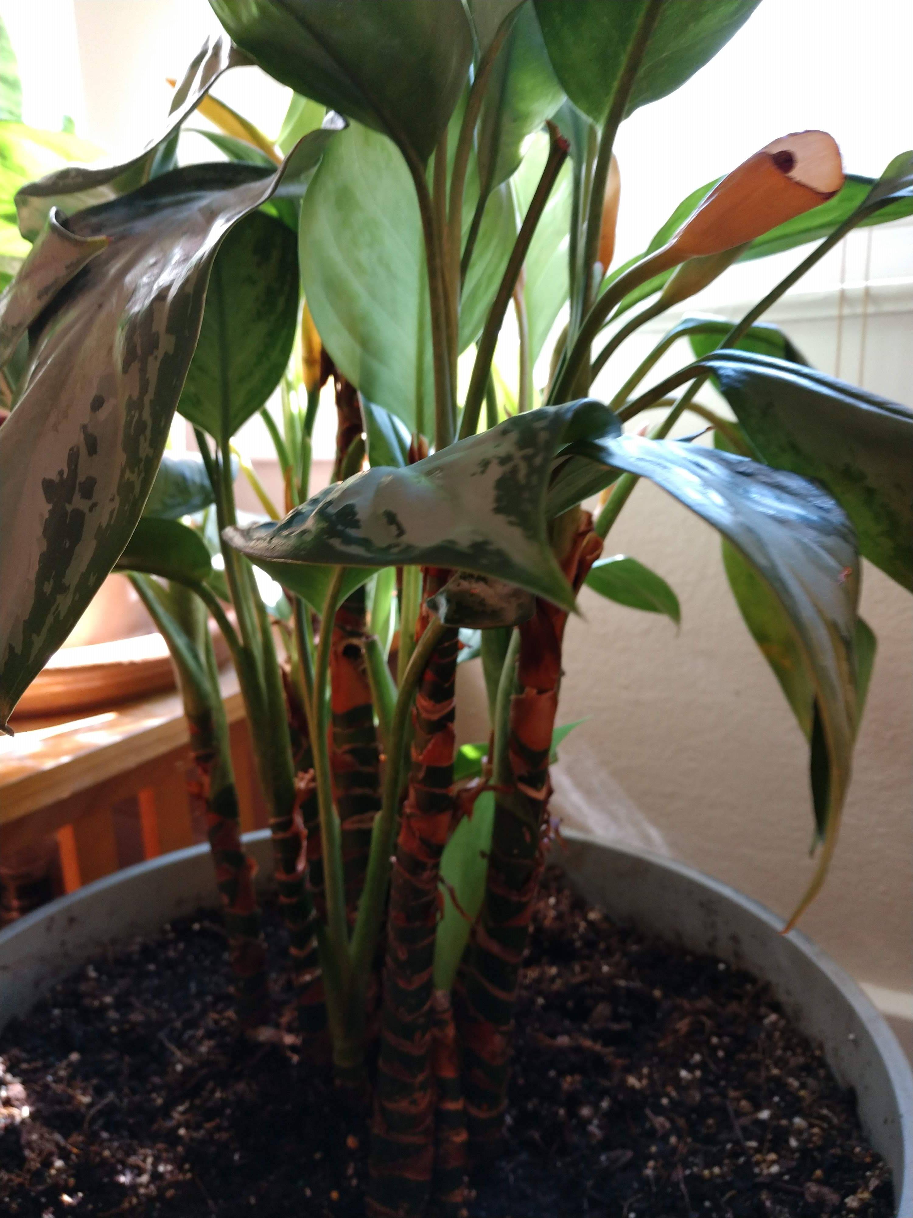 identification Need help identifying this houseplant Gardening