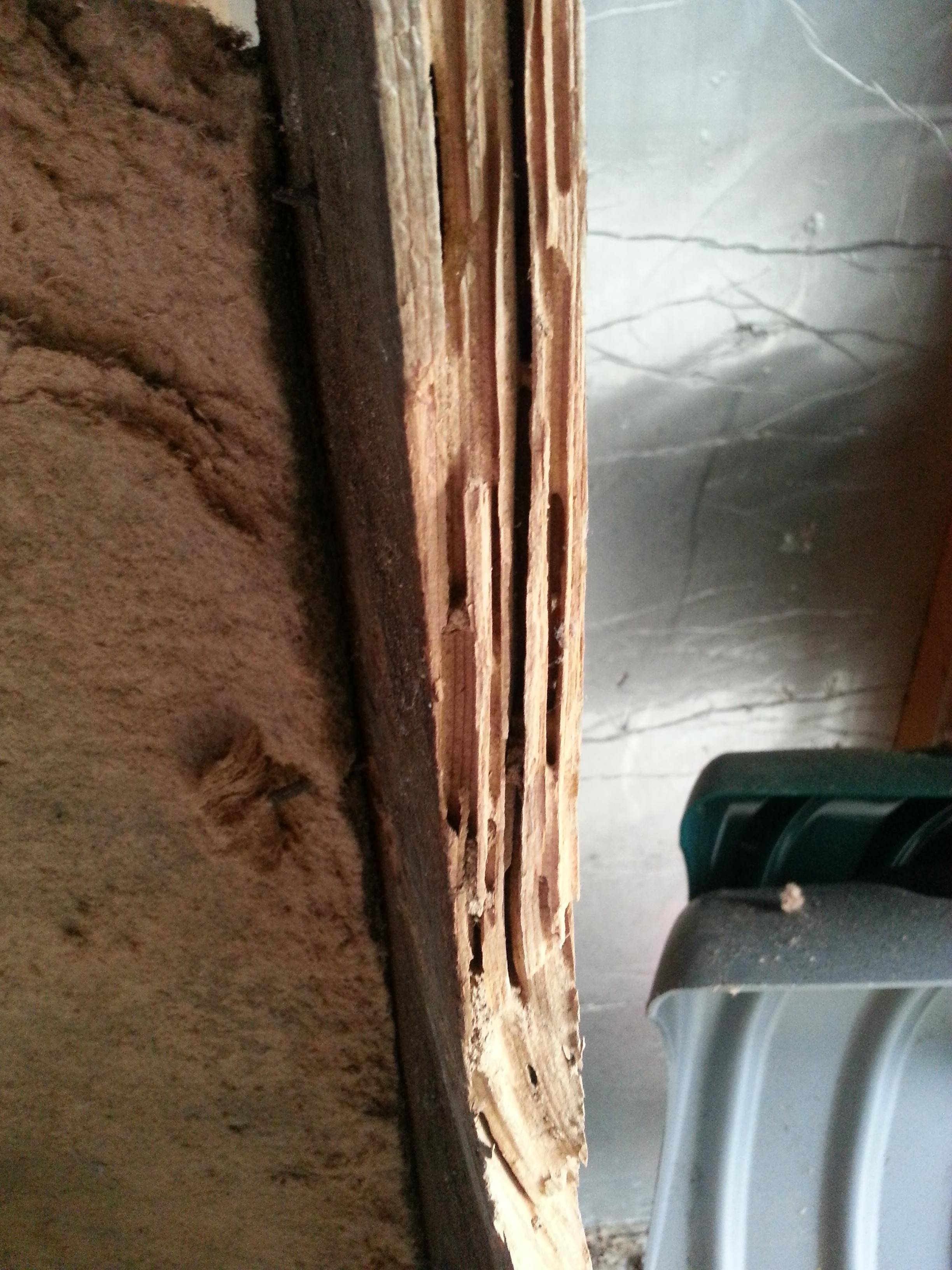 pest Something burrowing into cedar planks Home Improvement Stack