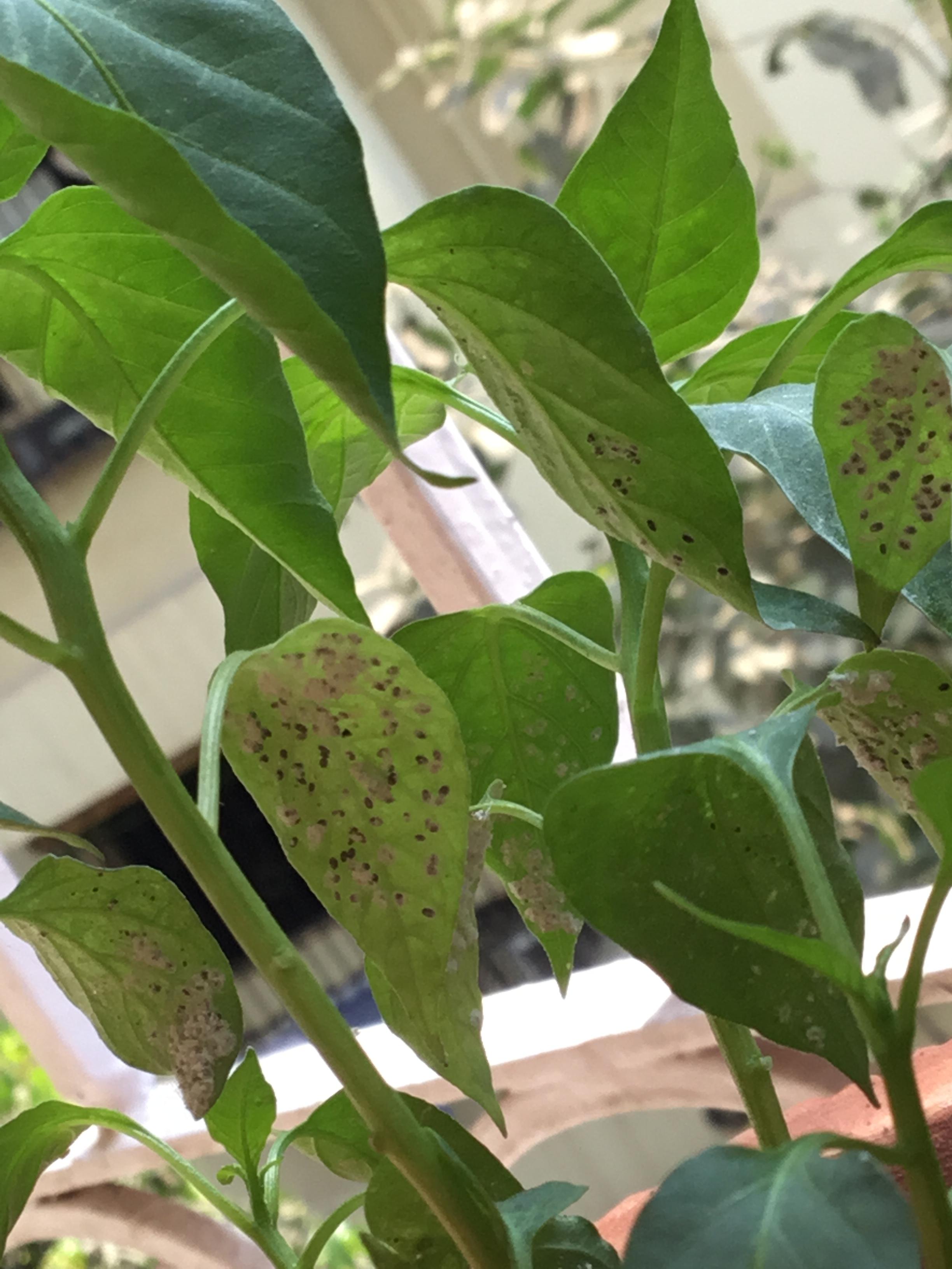 diseases What are the white and black spots on the under side of my