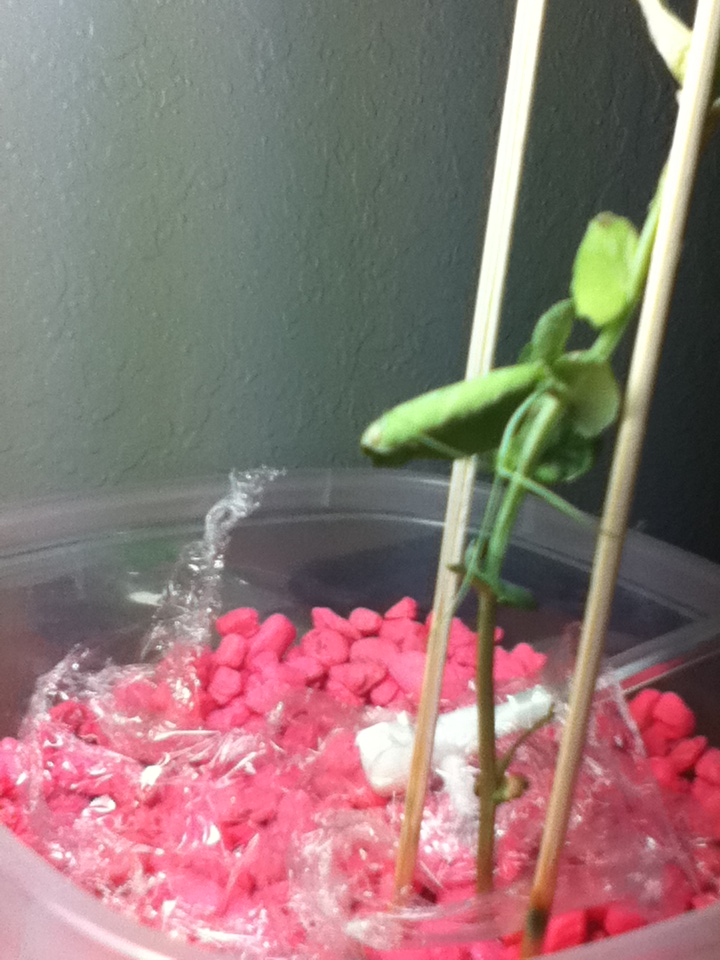 diagnosis Why are the leaves of my pea plant (little marvel) drying