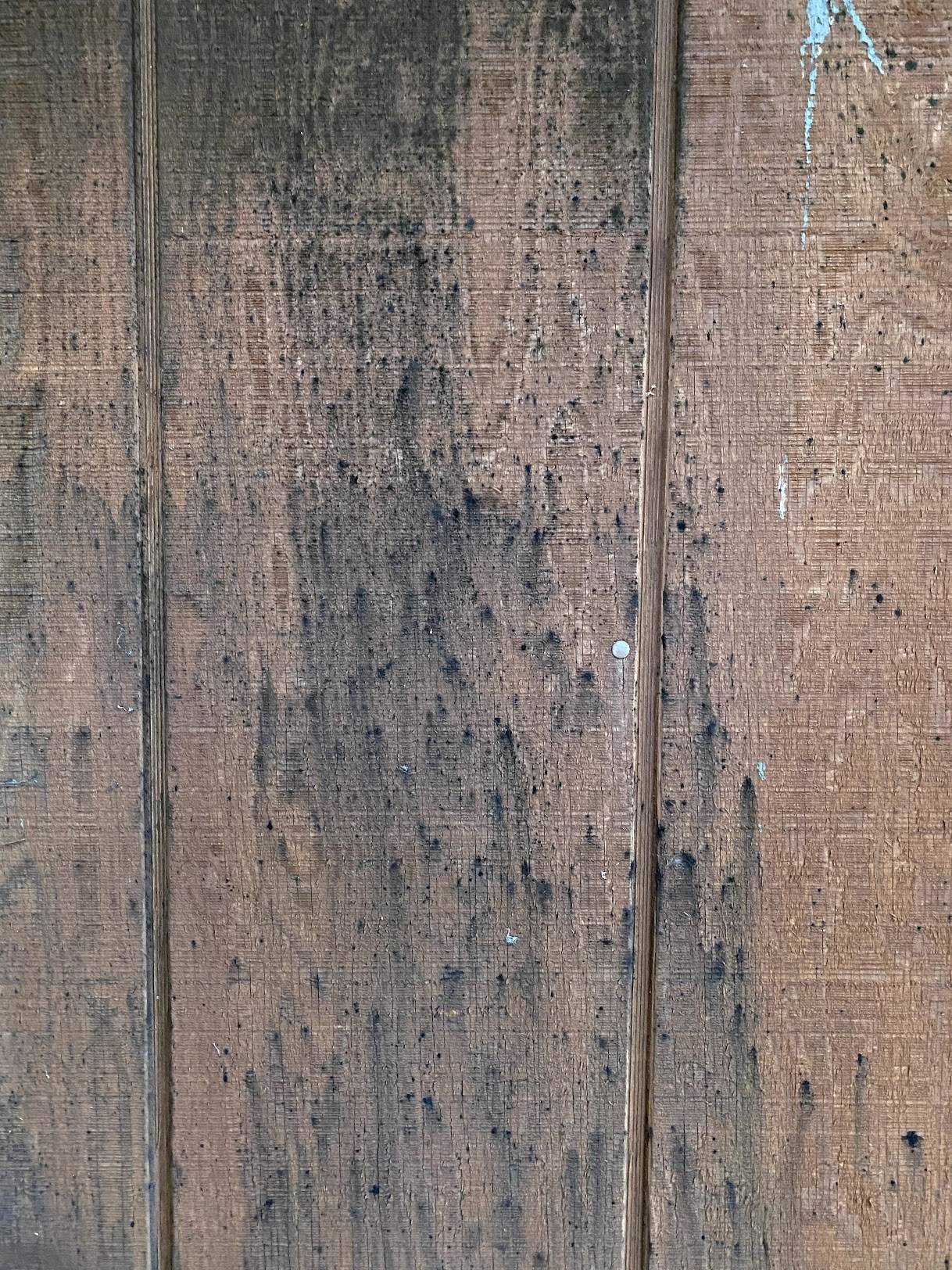 waterproofing Looking for feedback on prep & paint plan for moldy