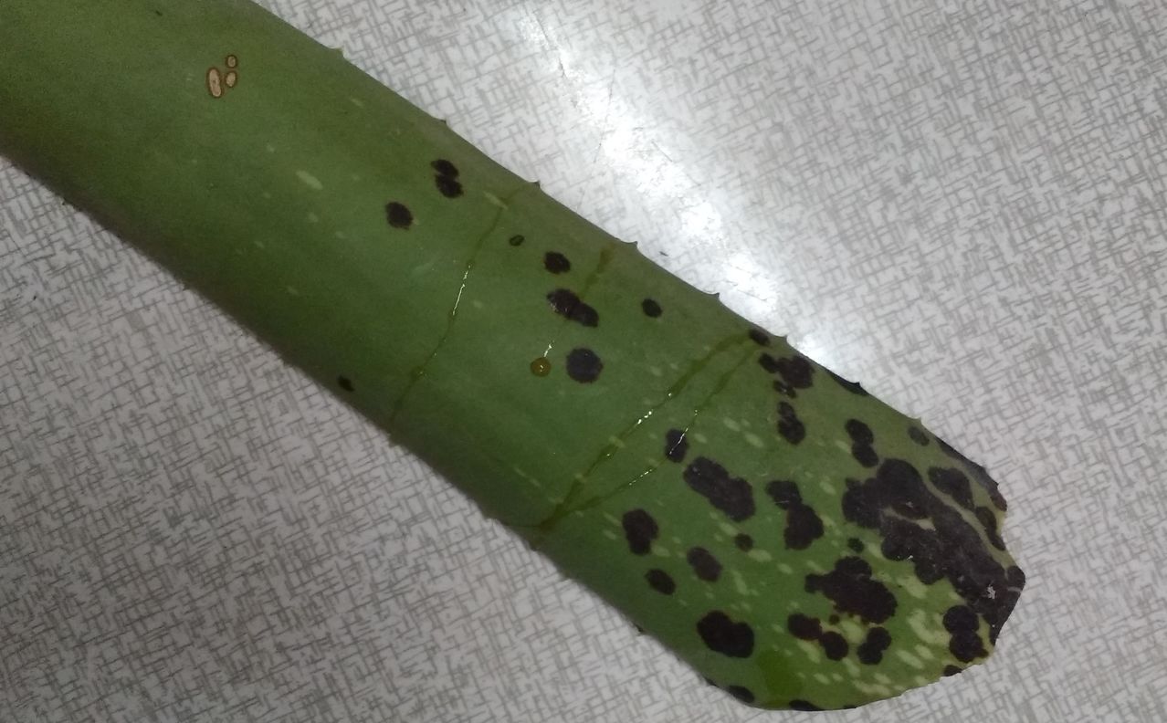 Brown Spots On Aloe Why would a small aloe vera plant's leaves