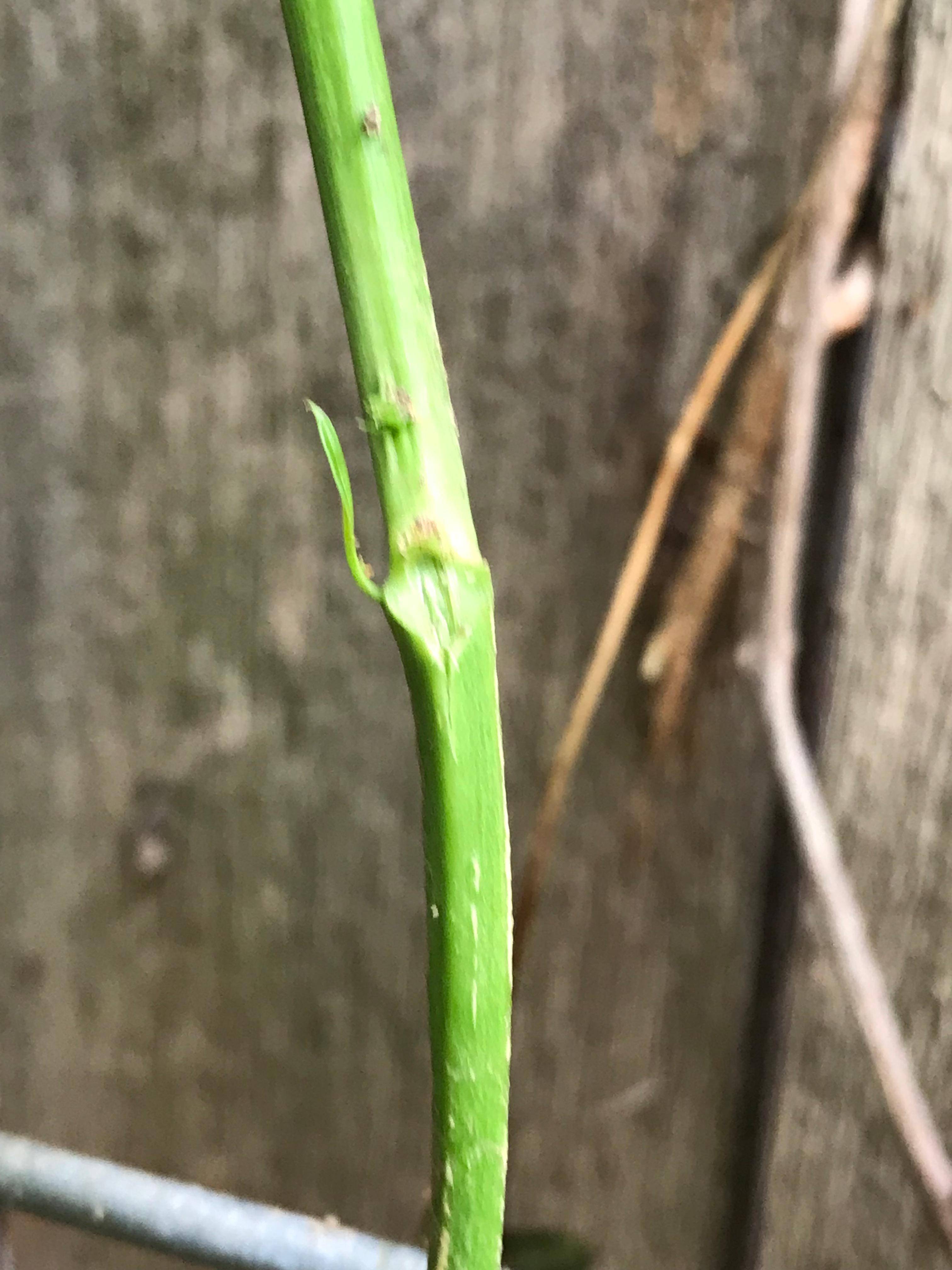 fruit trees Passionfruit Plant Dropping Leaves Gardening