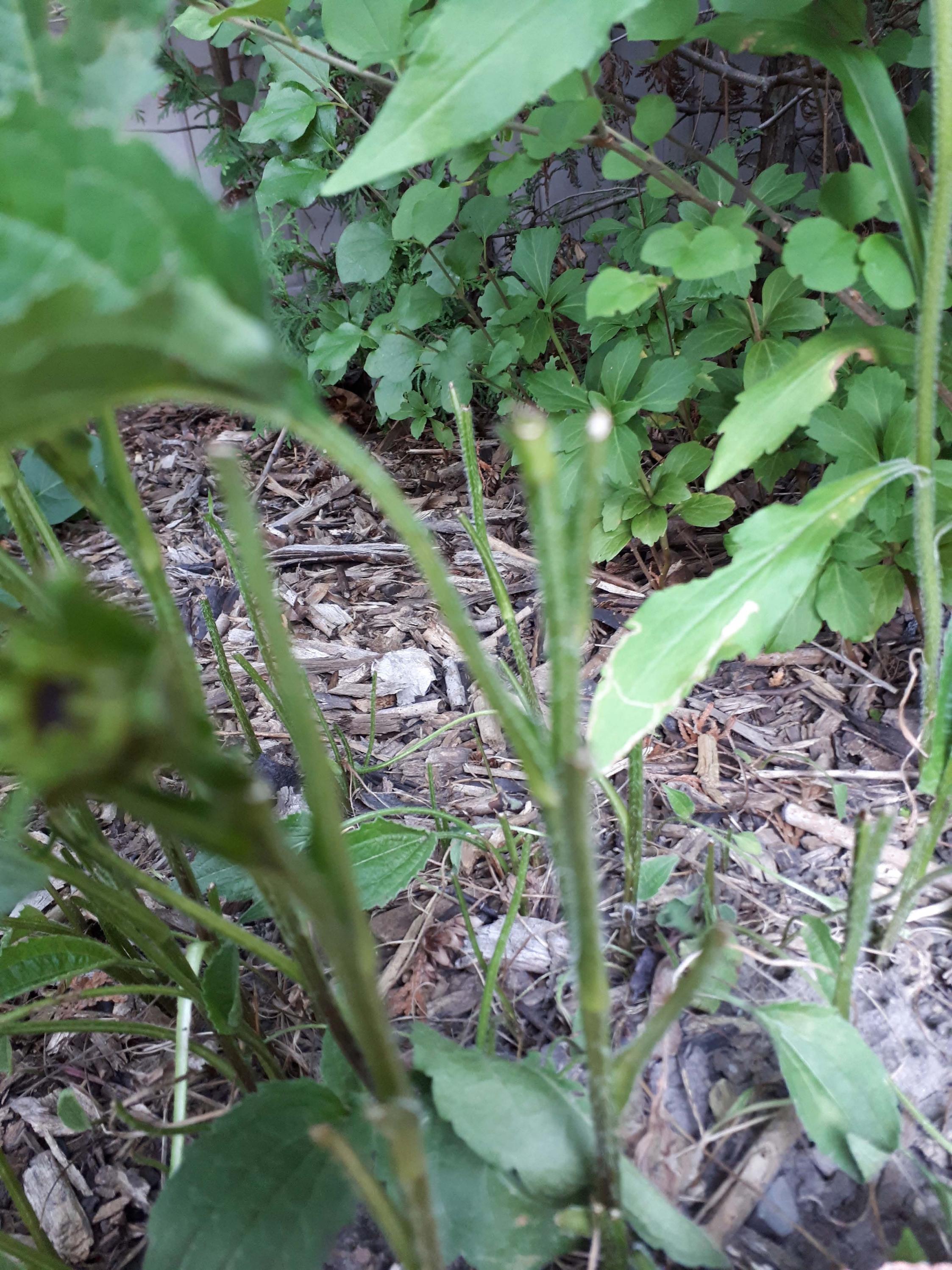 diagnosis Who ate my rudbeckia flower leafs? Gardening