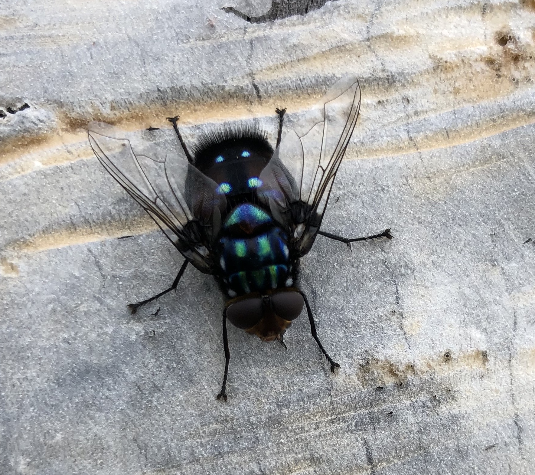 species identification What Type of fly is this? its huge Biology