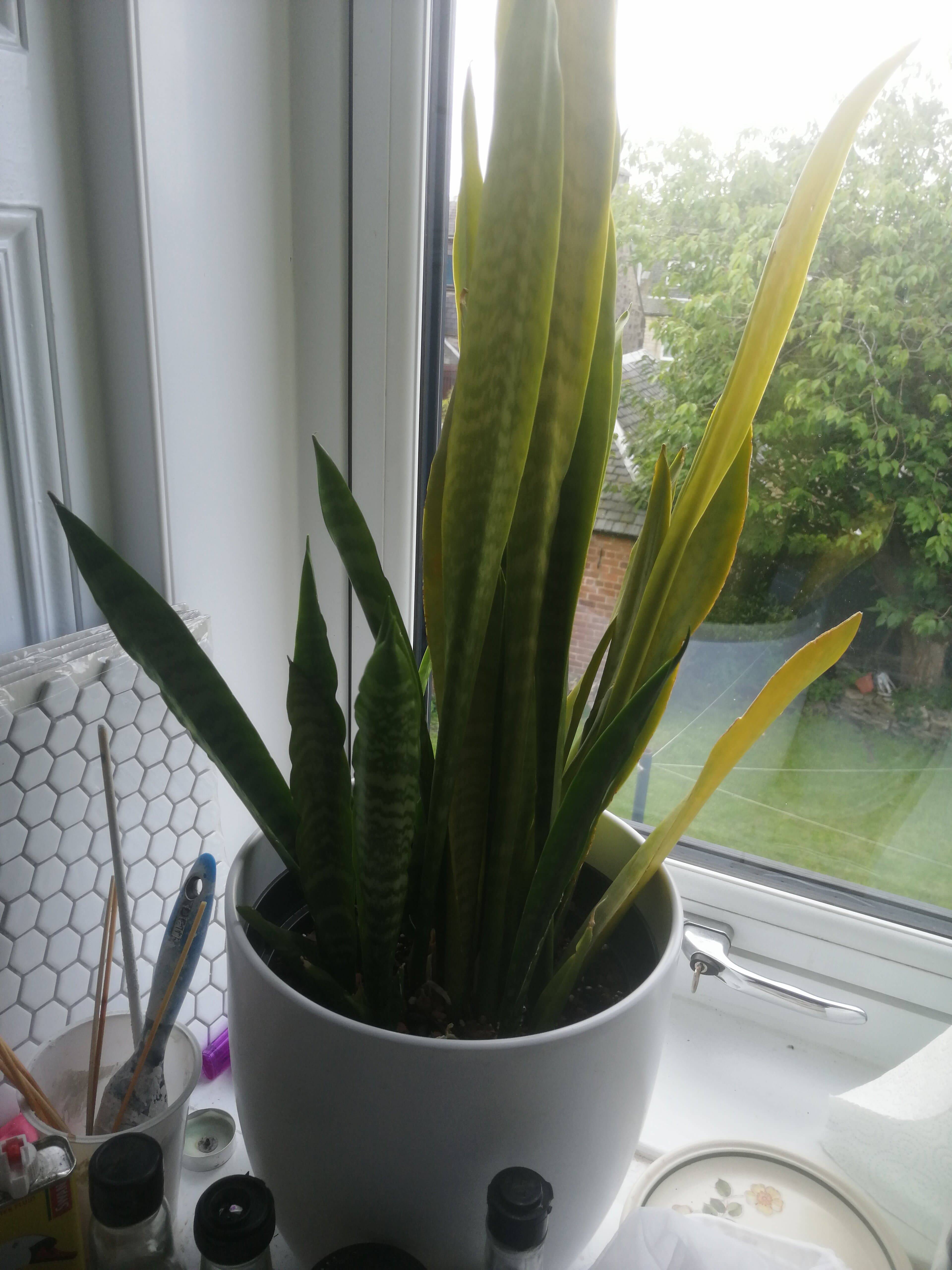 houseplants Yellow leaves on snake plant Gardening & Landscaping