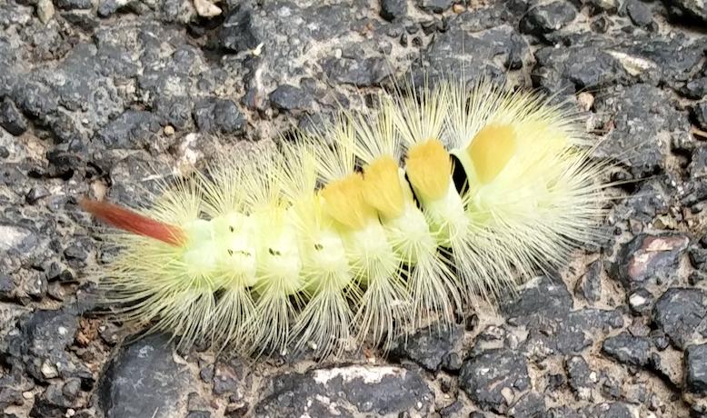 zoology What species is this colourful caterpillar? Biology Stack