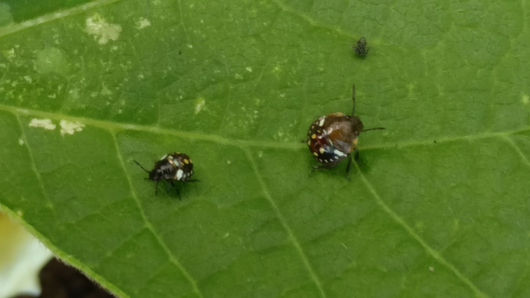 identification What are these brown ladybuglike bugs with yellow and