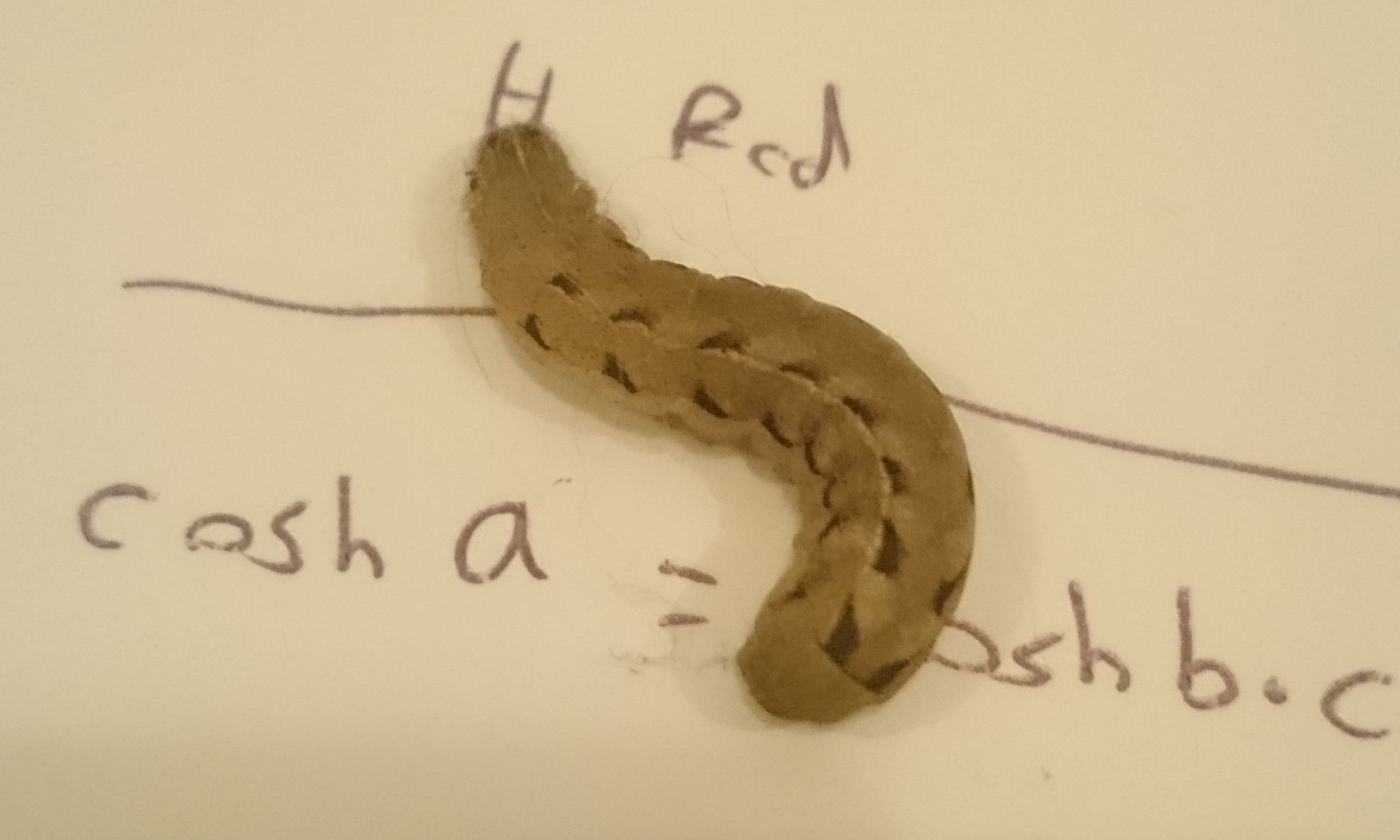 insects Caterpillar identification tan with black triangles