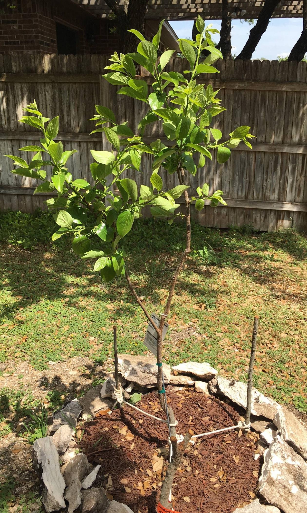 Persimmon tree leaves turning black Gardening & Landscaping Stack