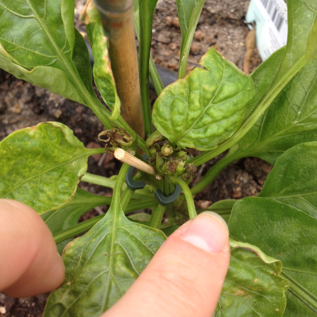 Capsicum leaves are curling and deforming Gardening & Landscaping