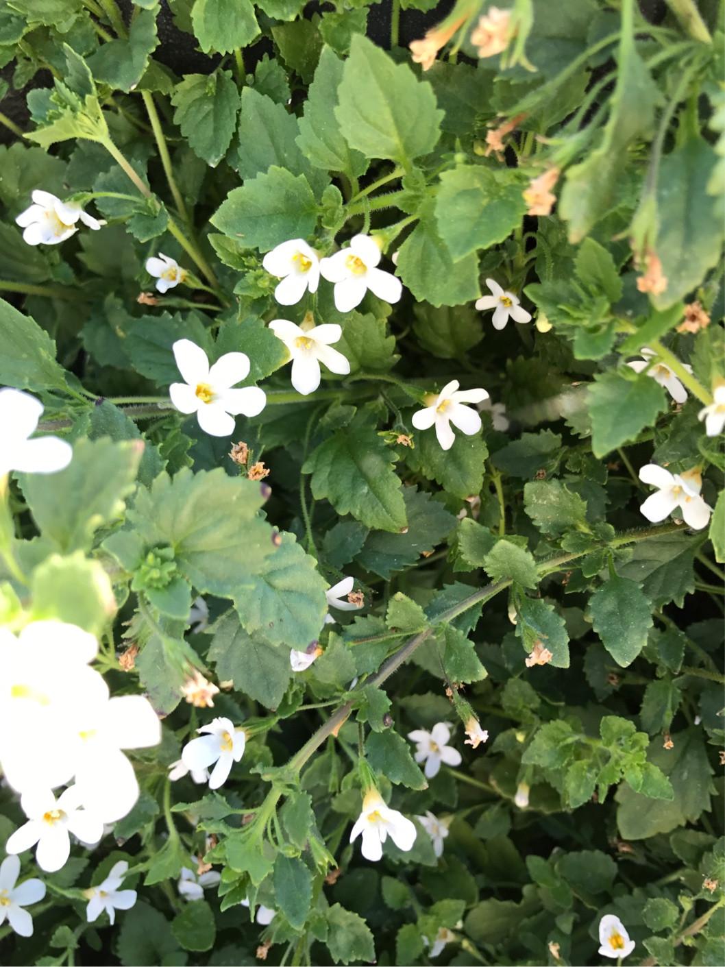 identification Need help identifying this plant in zone 9b