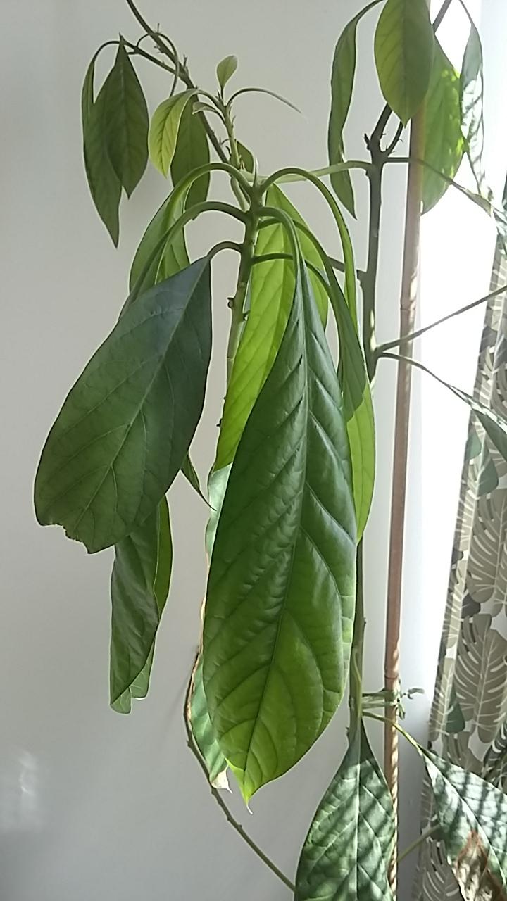 What is the cause of my avocado plant´s drooping leaves during the day