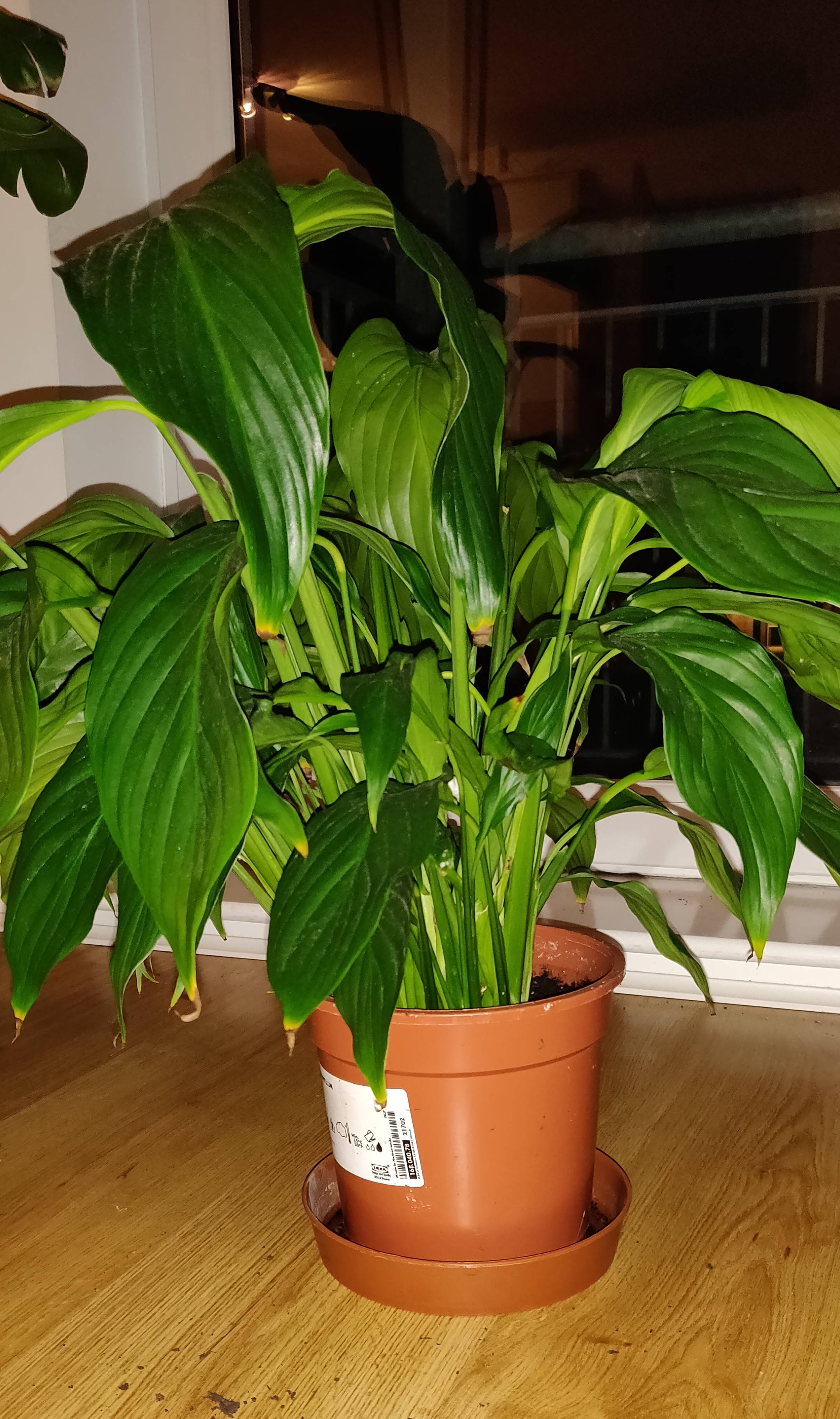 How Often To Water Peace Lily In Winter Peace lilies don't need to be