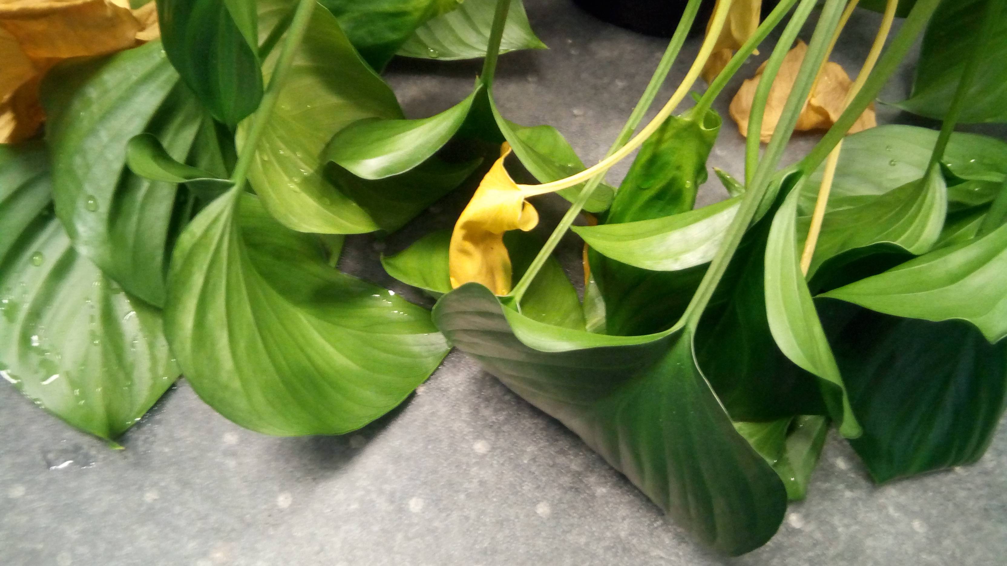 watering Peace lily wilted inexplicable Gardening & Landscaping Stack Exchange