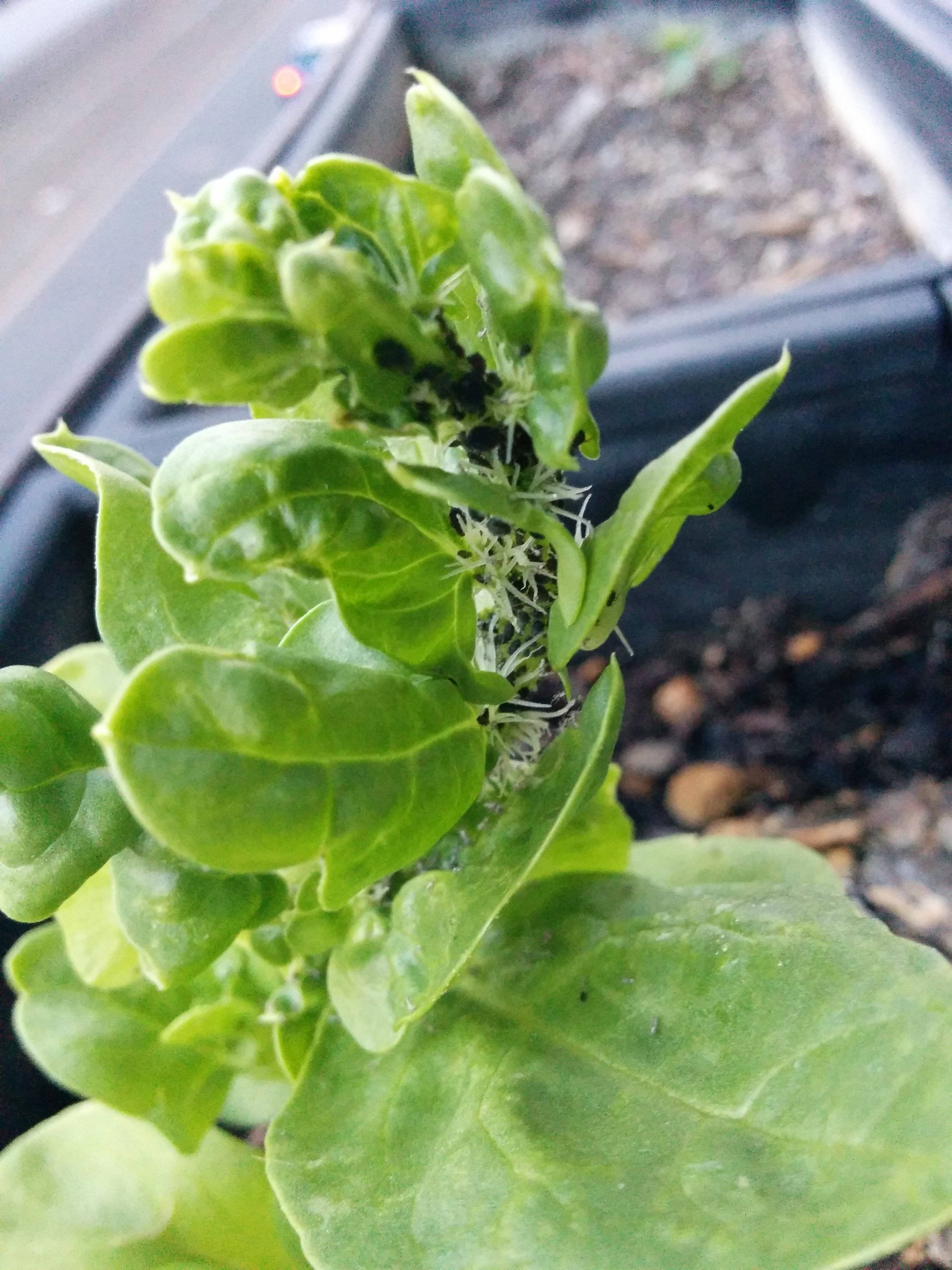 fungus What disease does my Spinach have? Gardening & Landscaping