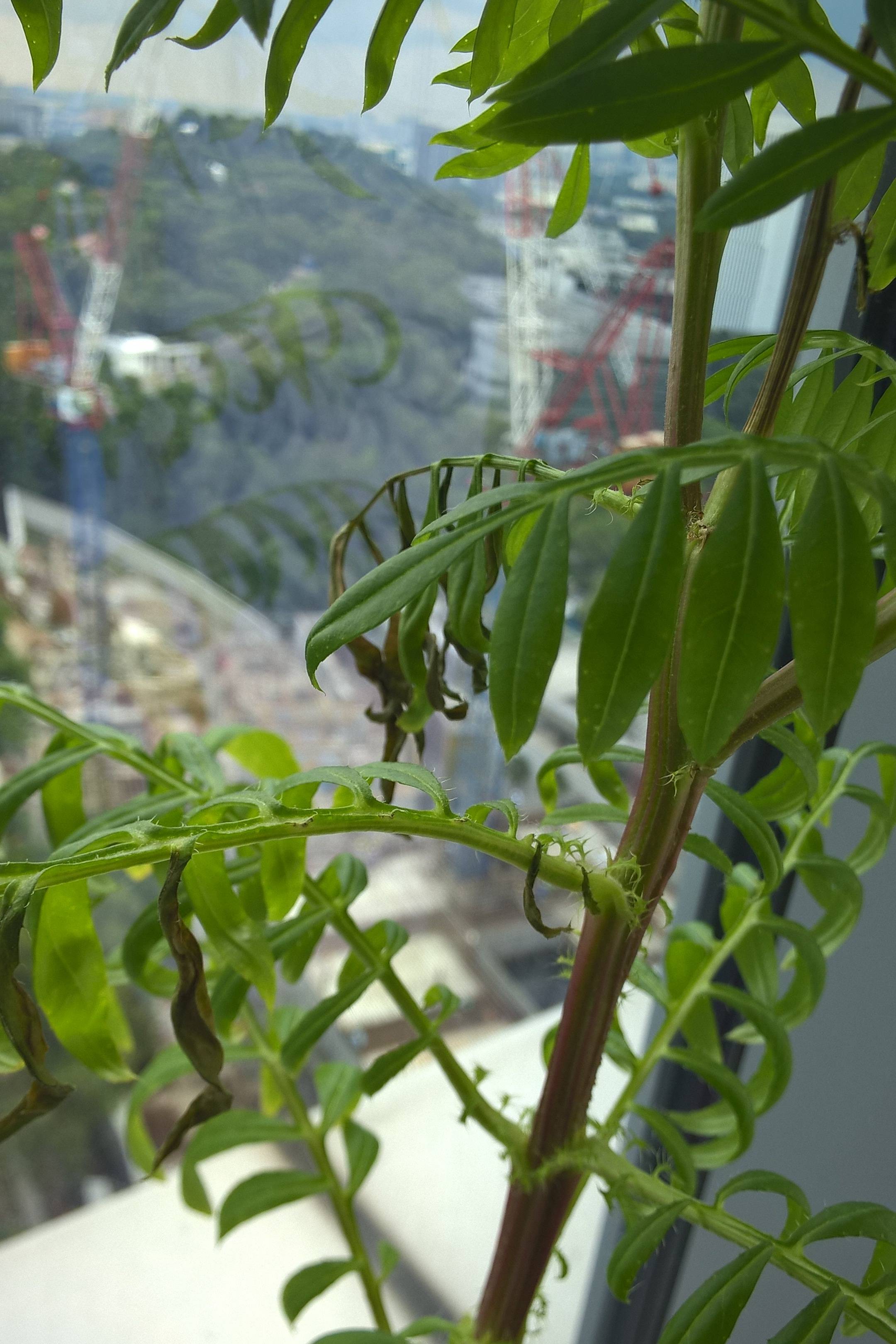 diagnosis Why are the leaves of my french marigold wilting and causing the flower to droop