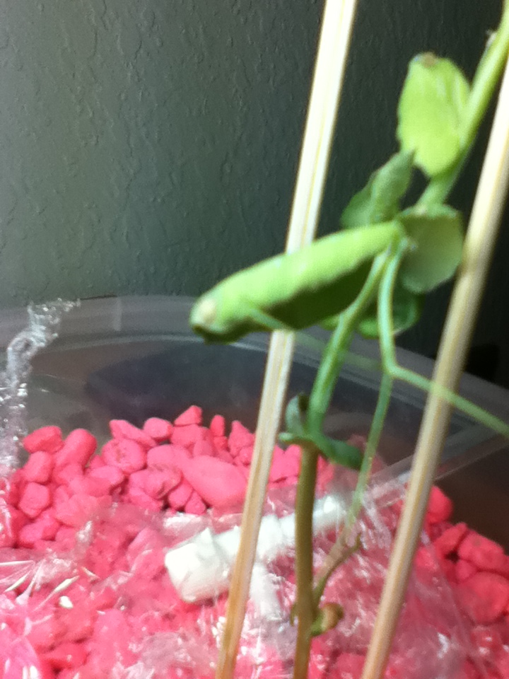 diagnosis Why are the leaves of my pea plant (little marvel) drying