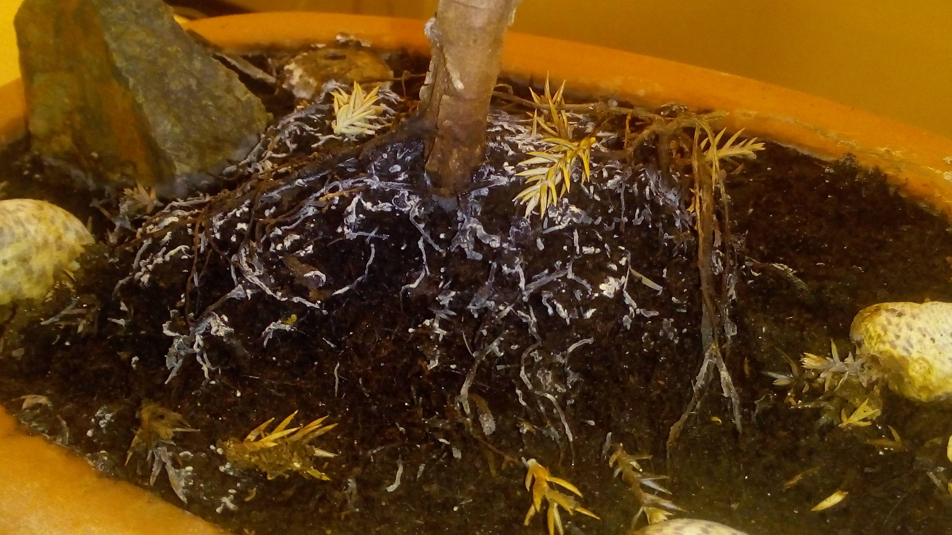 plant care Exposed roots in a juniperus bonsai, plus probable fungi