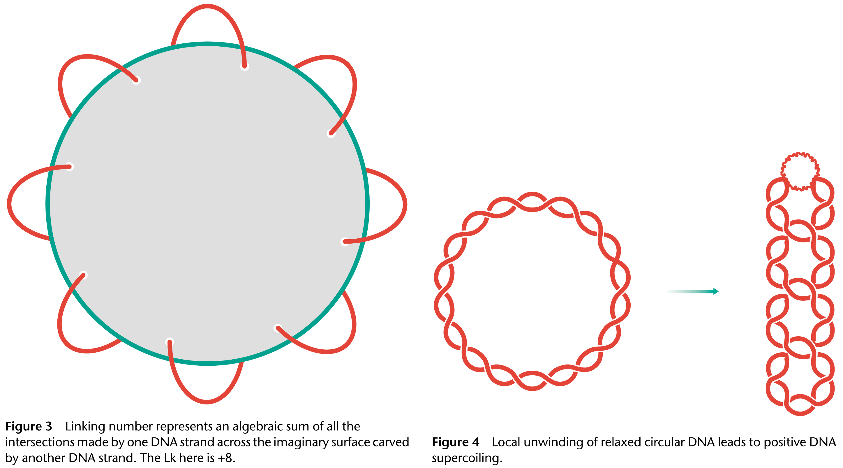 3d structure DNA topology Linking number vs twist? Biology Stack Exchange