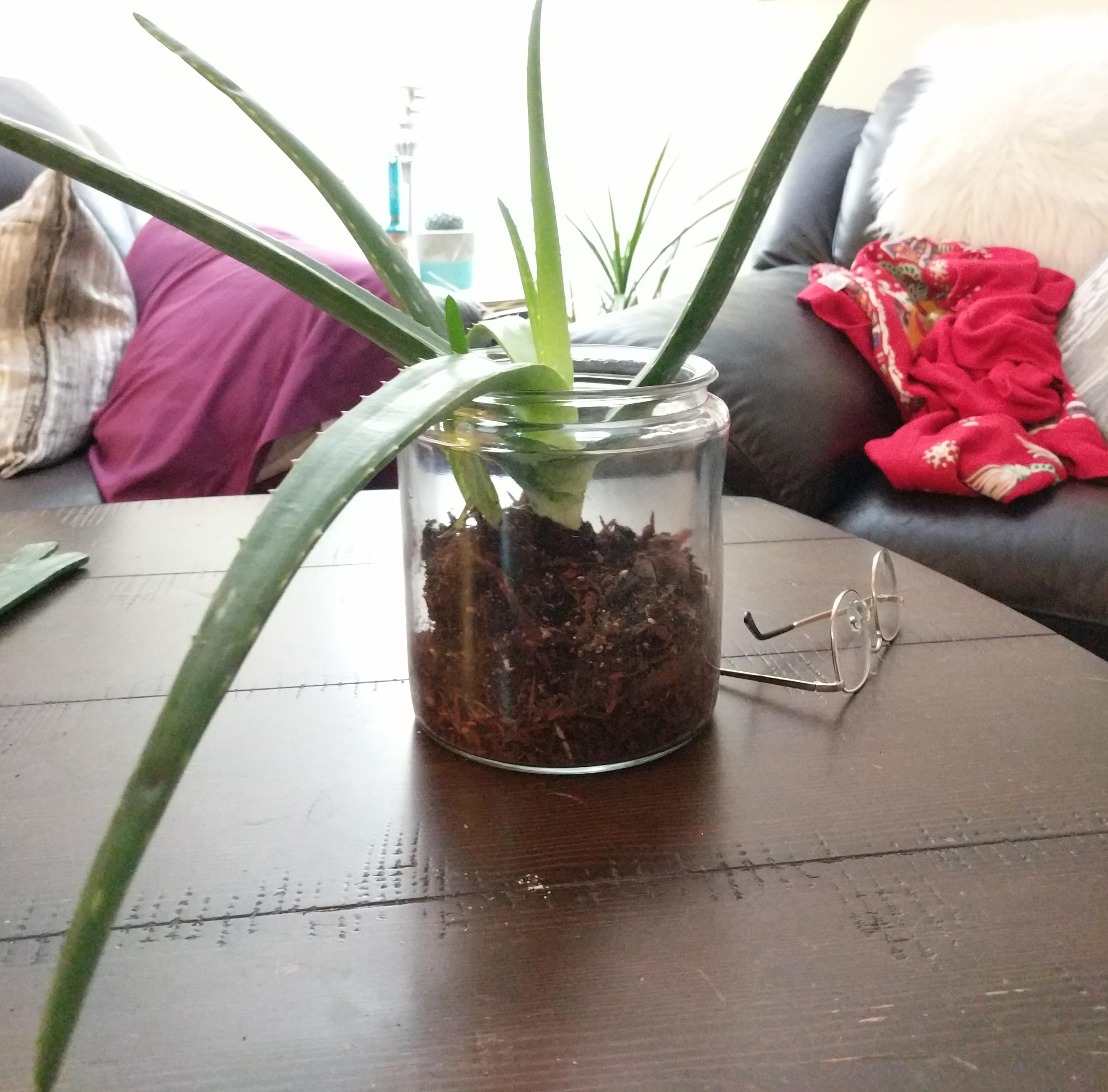 Why Are My Aloe Vera Plant Leaves Drooping Plantă Blog