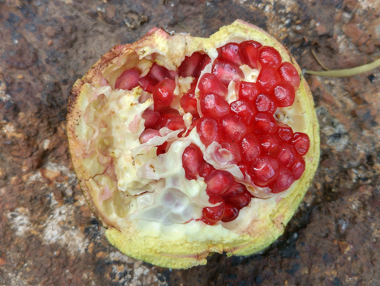 identification What is this red cornlike fruit? Gardening(06)