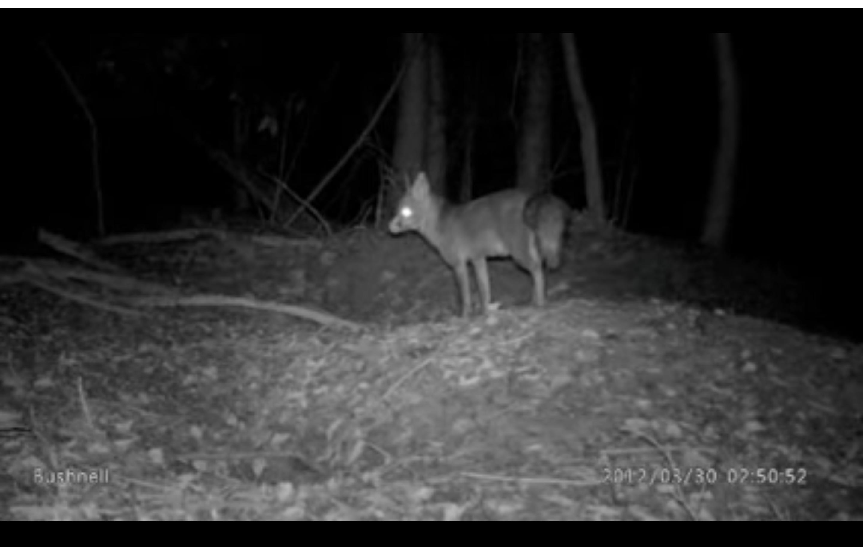 How do you capture wildlife at night in near pitch black darkness? Photography Stack Exchange