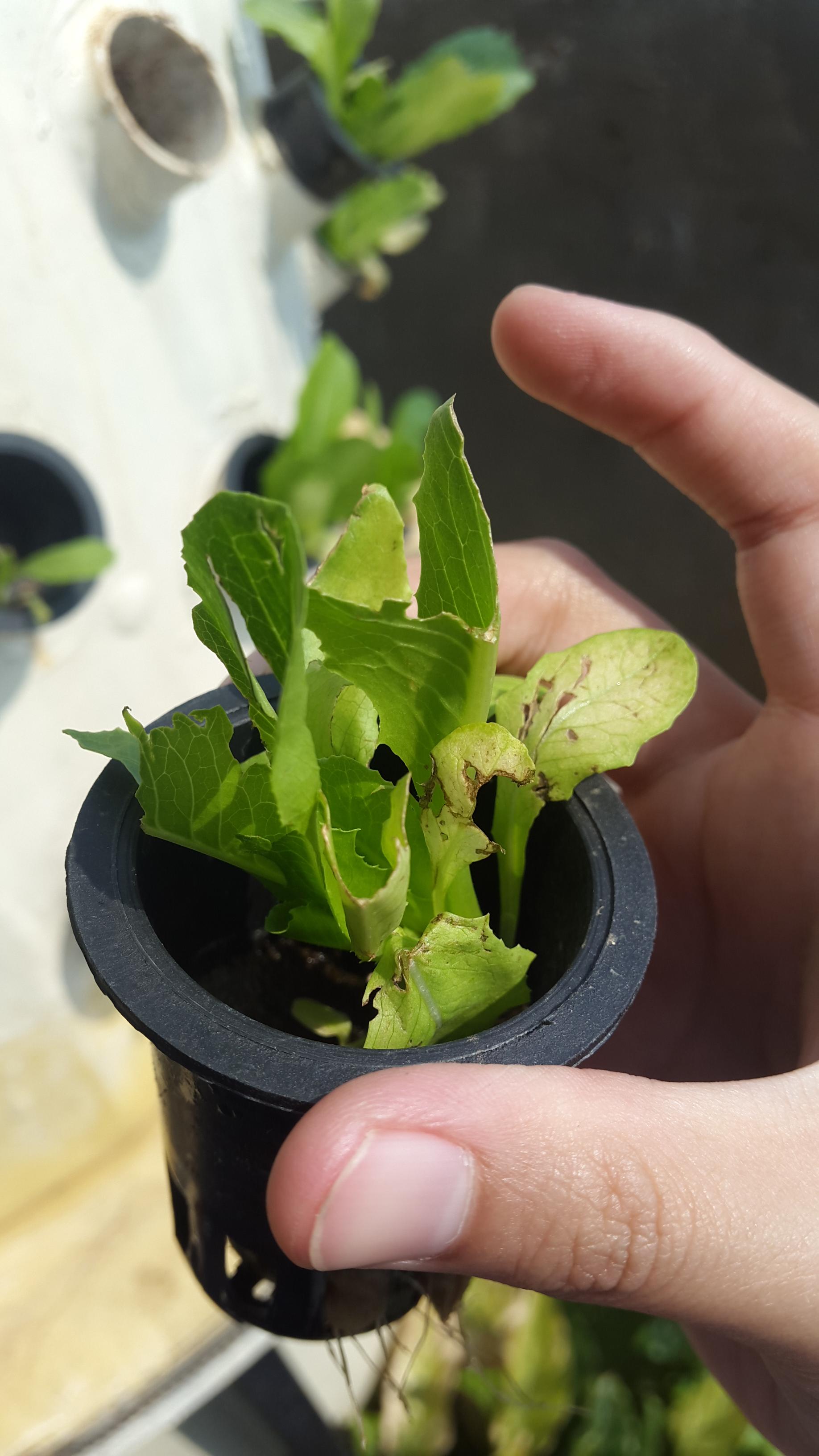 Which Pest Attacked My Lettuce Leaves? Gardening & Landscaping Stack