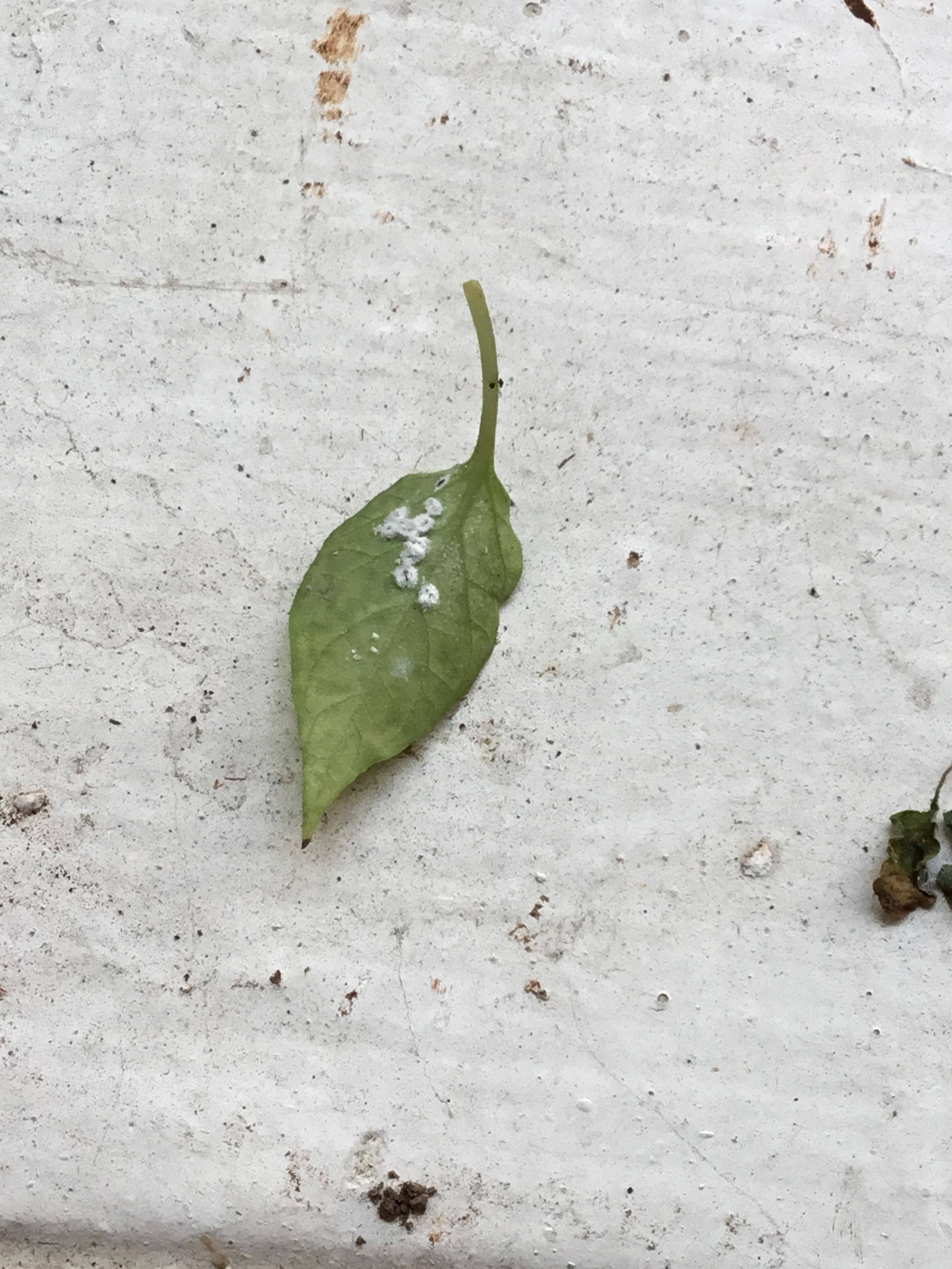 diseases What are the white and black spots on the under side of my