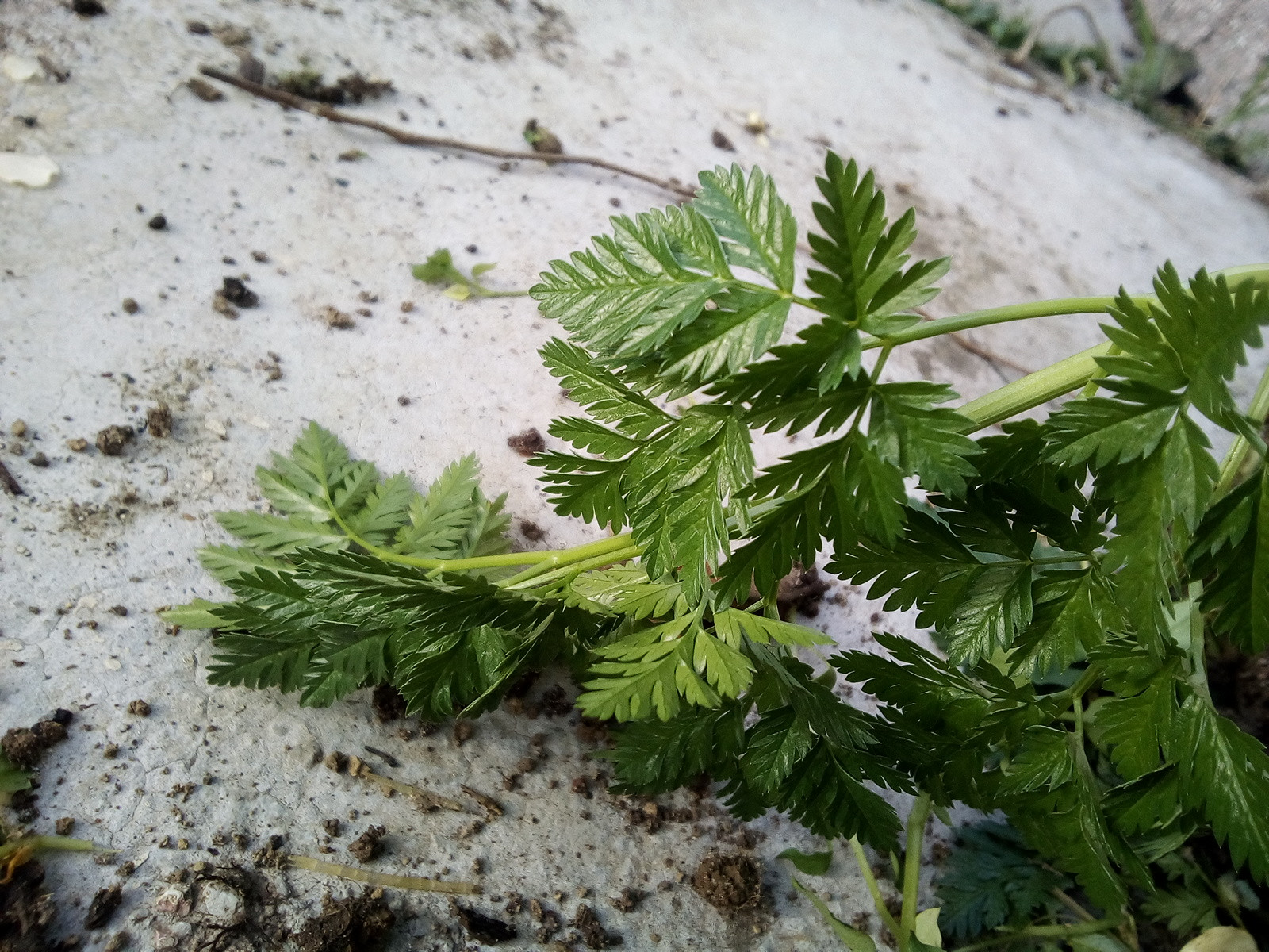 identification What is this (probably) weed with nice fernlike foliage? Gardening