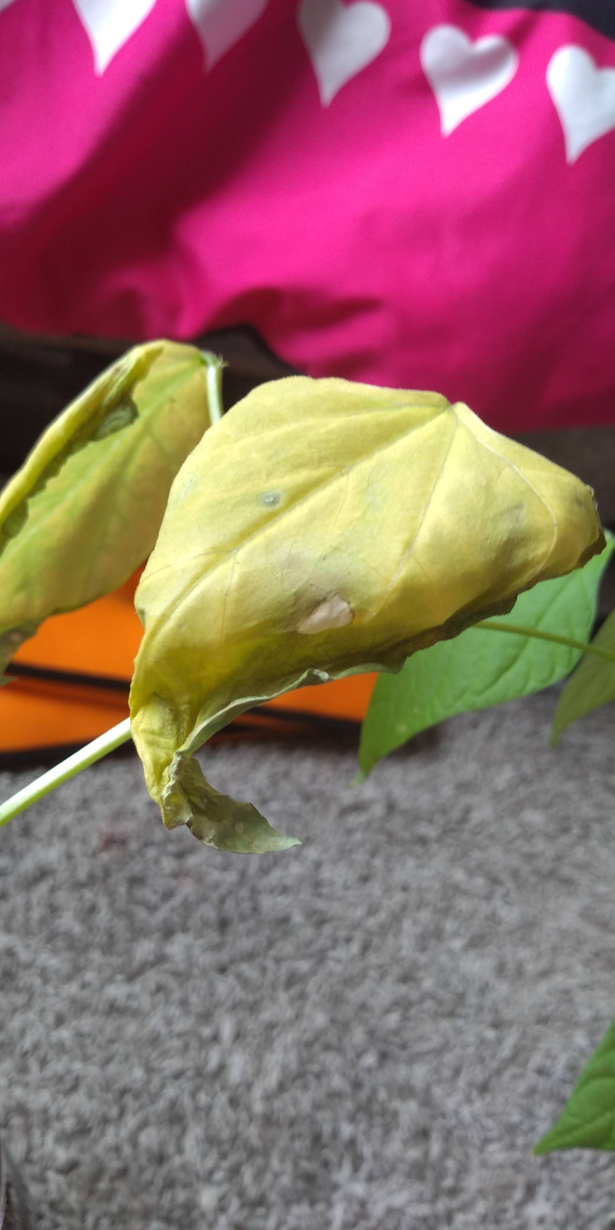 wilt Pinto Beans Plant Leaves turning yellow , wilting at bottoms