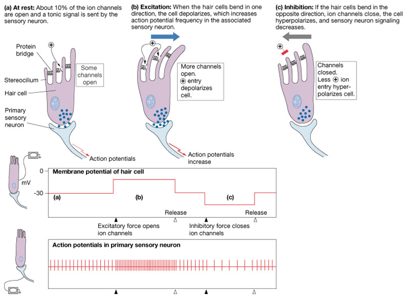 neuroscience What is the signal conversion from hair cells to